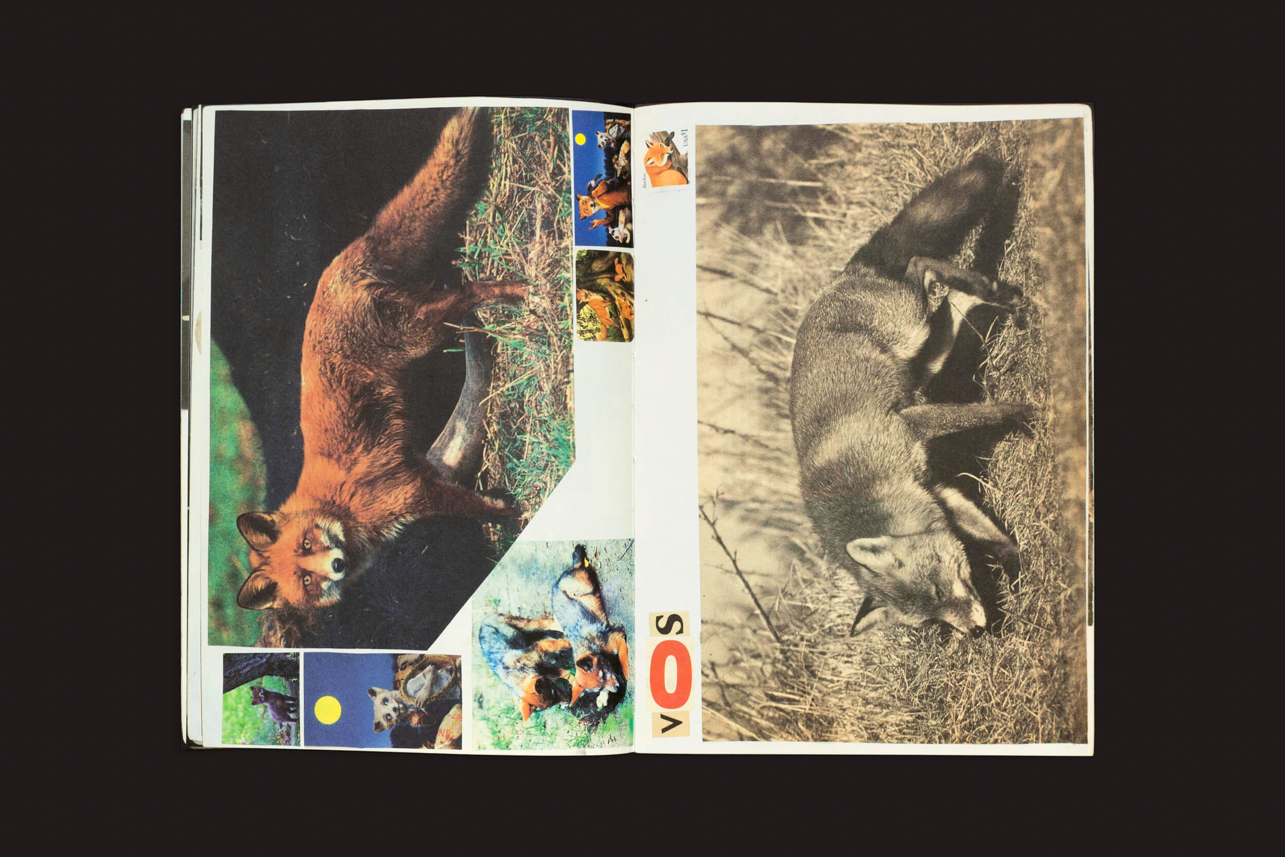 Um livro aberto da Roma Publications Lous Martens: Animal Books for Jaap, Zeno, Anna, Julian & Luca apresenta uma vibrante foto de raposa vermelha à esquerda e uma imagem de raposa em tom sépia à direita. A palavra VOS está inscrita verticalmente ao lado de fotos de raposa inseridas, criando uma sensação artística de scrapbook de animais.