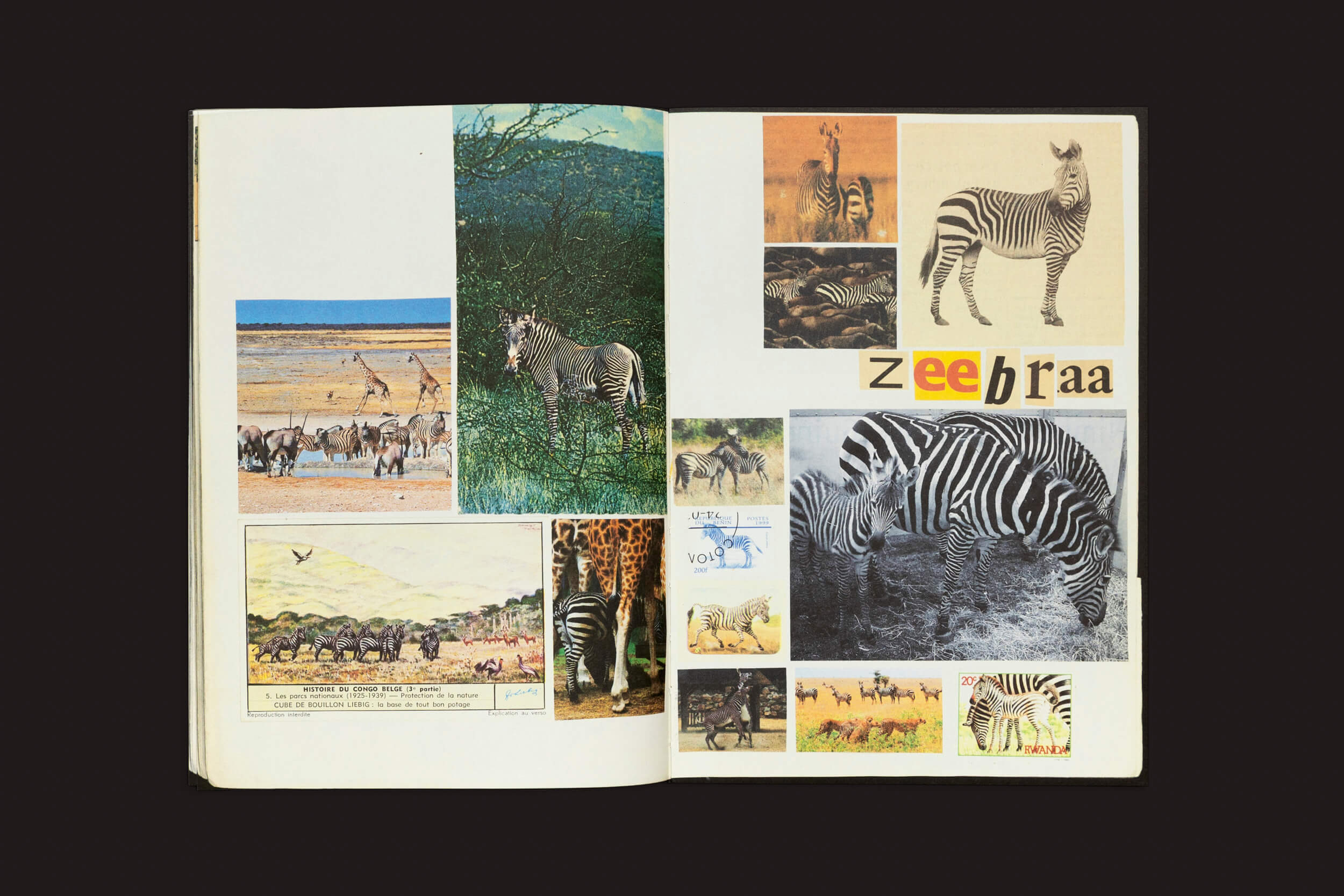 O Lous Martens aberto Animal Books for Jaap, Zeno, Anna, Julian & Luca da Roma Publications apresenta imagens e recortes de zebras. Fotos de rebanhos e zebras sozinhas são exibidas ao lado da palavra criativamente estilizada zeeebraaa, demonstrando o talento artístico de uma família na página certa.