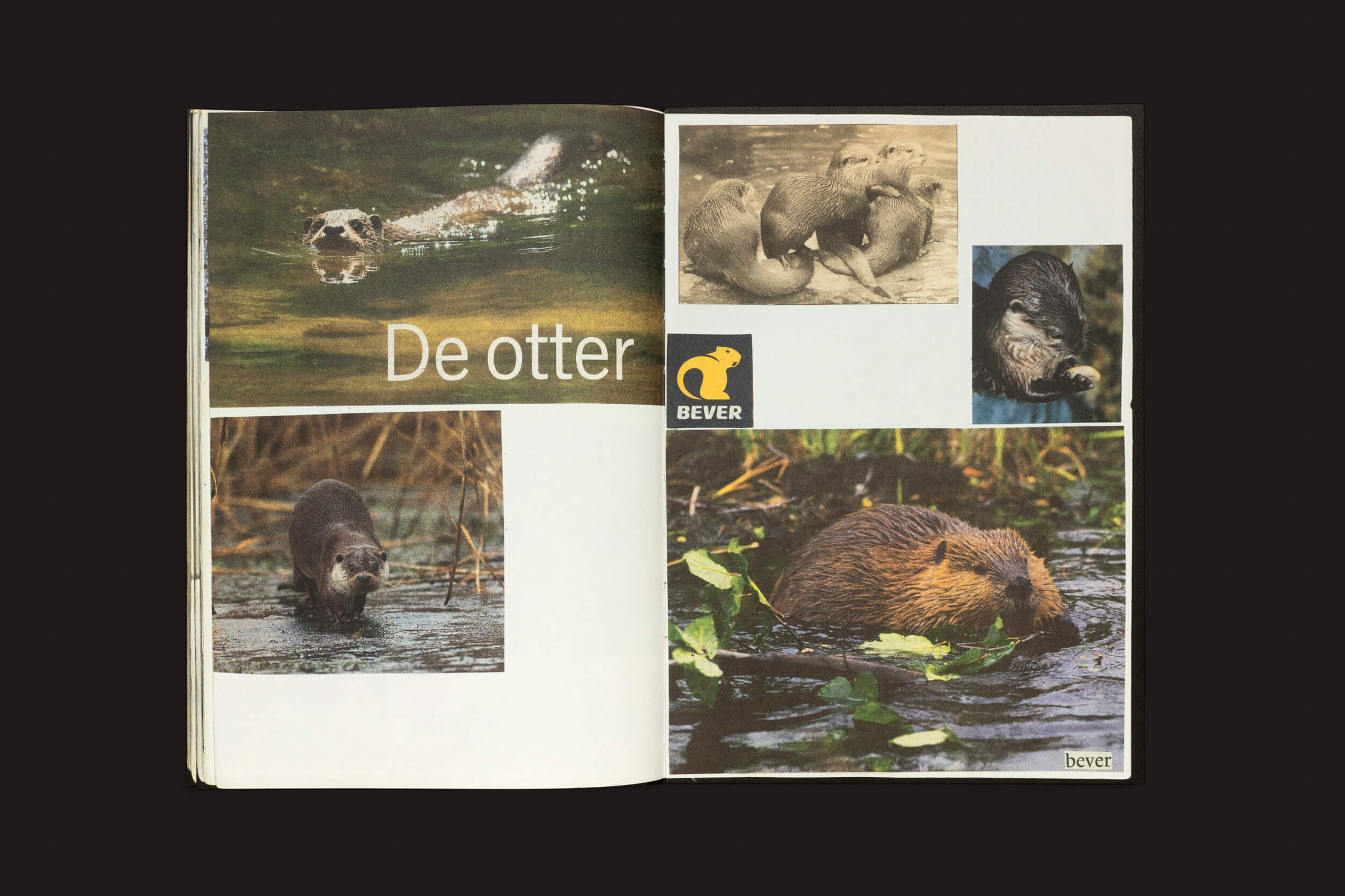 A revista aberta apresenta um álbum de recortes de animais com lontras em vários cenários e um castor parcialmente submerso comendo vegetação. O texto diz De otter e um logotipo de castor rotulado BEVER enfatiza a dedicação da família. Produto: Lous Martens: Animal Books da Roma Publications para Jaap, Zeno, Anna, Julian e Luca.
