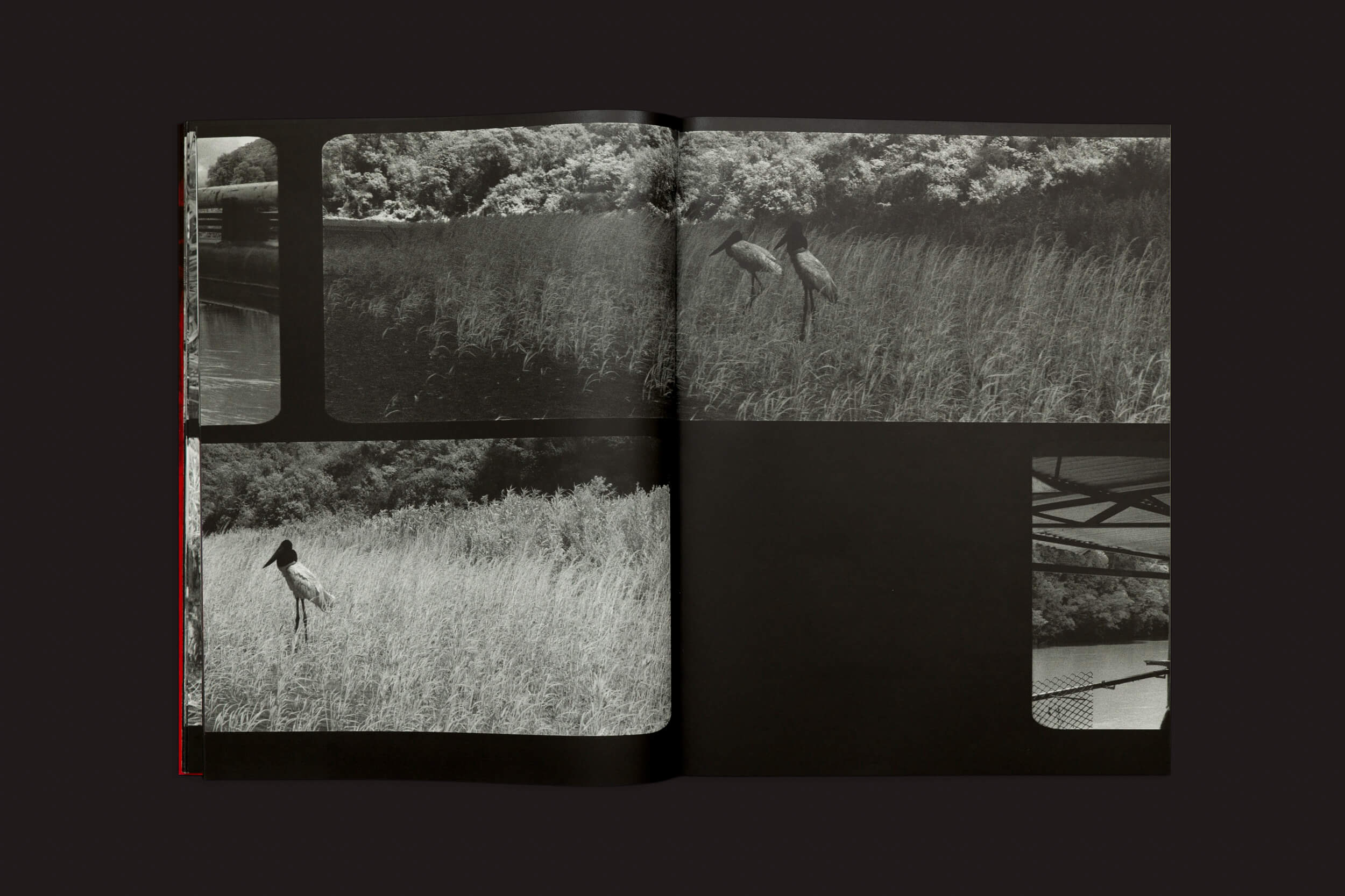 O livro Richard Mosse: Broken Spectre da Loose Joints apresenta fotos em preto e branco retratando a natureza serena, com grama alta e árvores onde dois pássaros pousam graciosamente. Em meio a ameaças ambientais, ele inclui pungentemente uma ponte ou estrutura sobre a água.