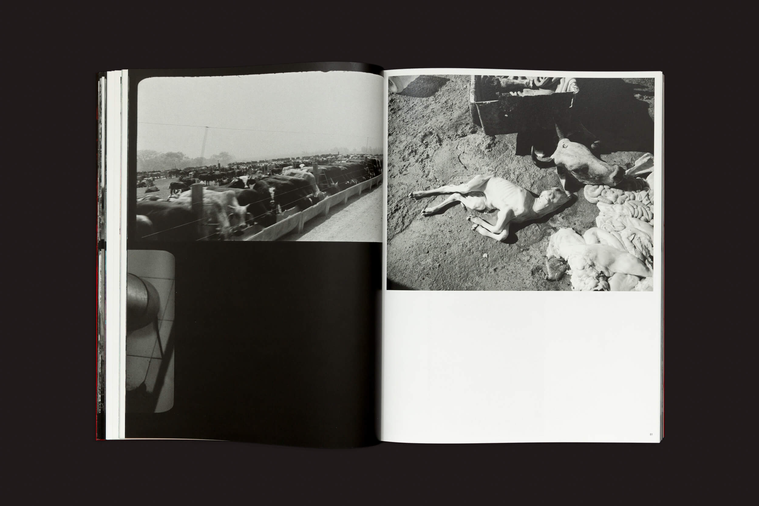 O livro aberto Richard Mosse: Broken Spectre de Loose Joints exibe fotos em preto e branco. A esquerda mostra uma multidão de rua sugerindo crimes ambientais, enquanto a direita retrata um bezerro ao lado de uma vaca. Um fundo escuro evoca os tons sombrios da destruição da floresta amazônica.