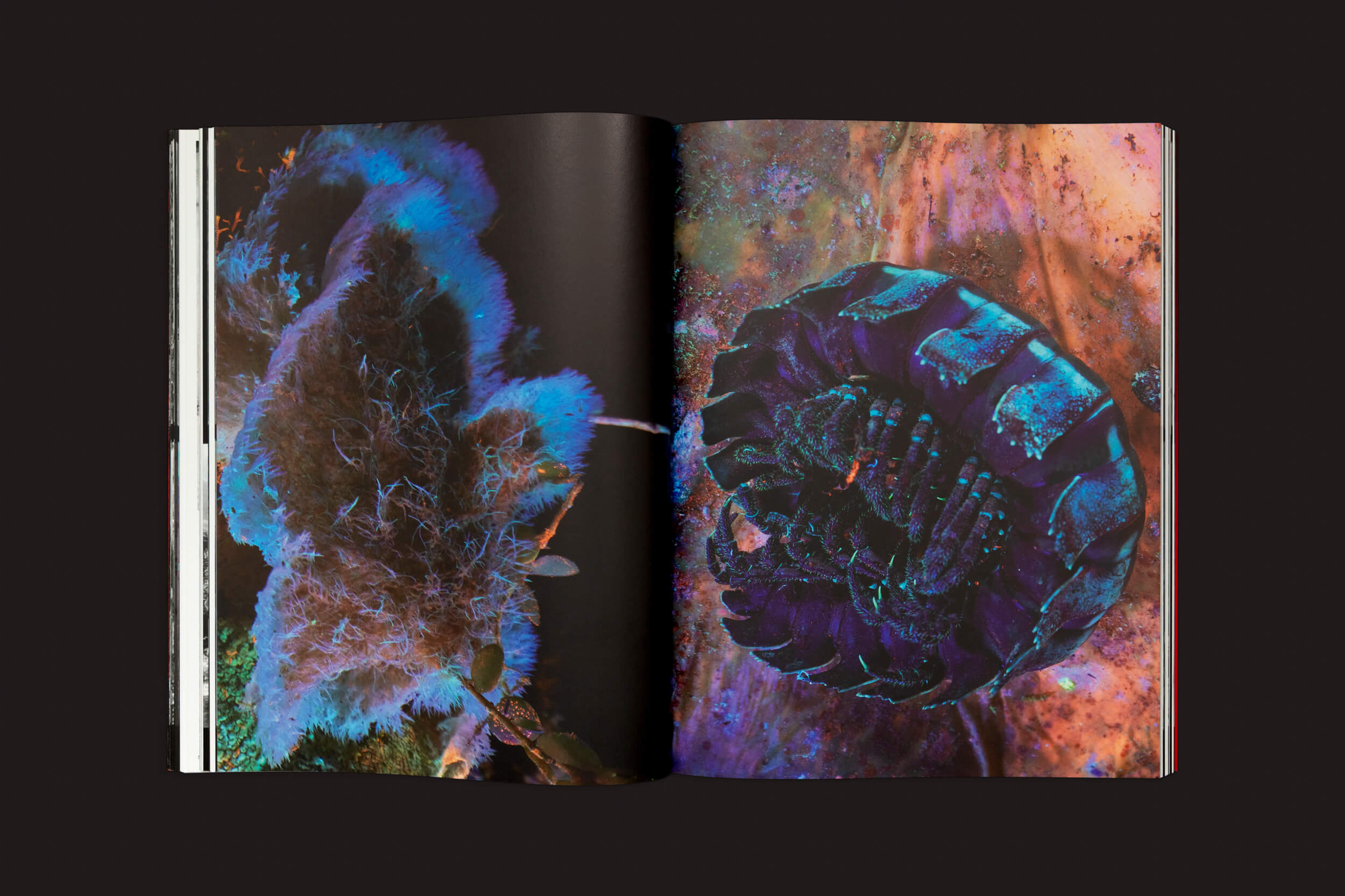 Um livro aberto, Richard Mosse: Broken Spectre de Loose Joints, revela temas ambientais vibrantes. A página da esquerda exibe uma forma fofa em tons de azul e roxo, enquanto a da direita exibe uma forma circular com elementos brilhantes contra um fundo escuro, reminiscente de impactos climáticos.