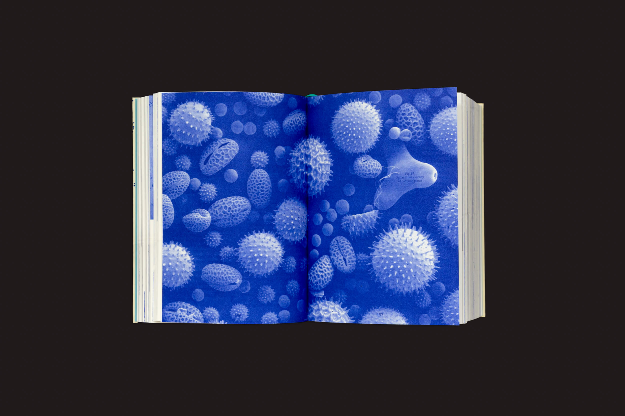 Um livro aberto, Anna Püschel: Encyclopedia of the Uncertain, da The Eriskay Connection, apresenta uma ilustração com tema azul de Anna Püschel em suas páginas, exibindo entidades microscópicas, como pólen ou esporos, contra um fundo escuro, unindo perfeitamente arte com conhecimento científico.