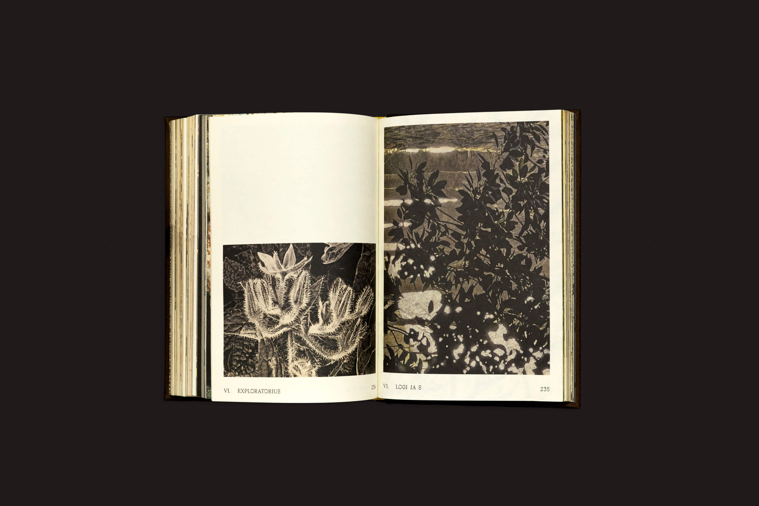 Um livro aberto do Selo Turvo, intitulado Elaine Pessoa: Exploratorius, exibe duas ilustrações botânicas em preto e branco com legendas de texto. O fundo preto simples destaca as páginas, ecoando sutilmente temas de Natureza Brasileira e decolonização em seu delicado retrato da flora.