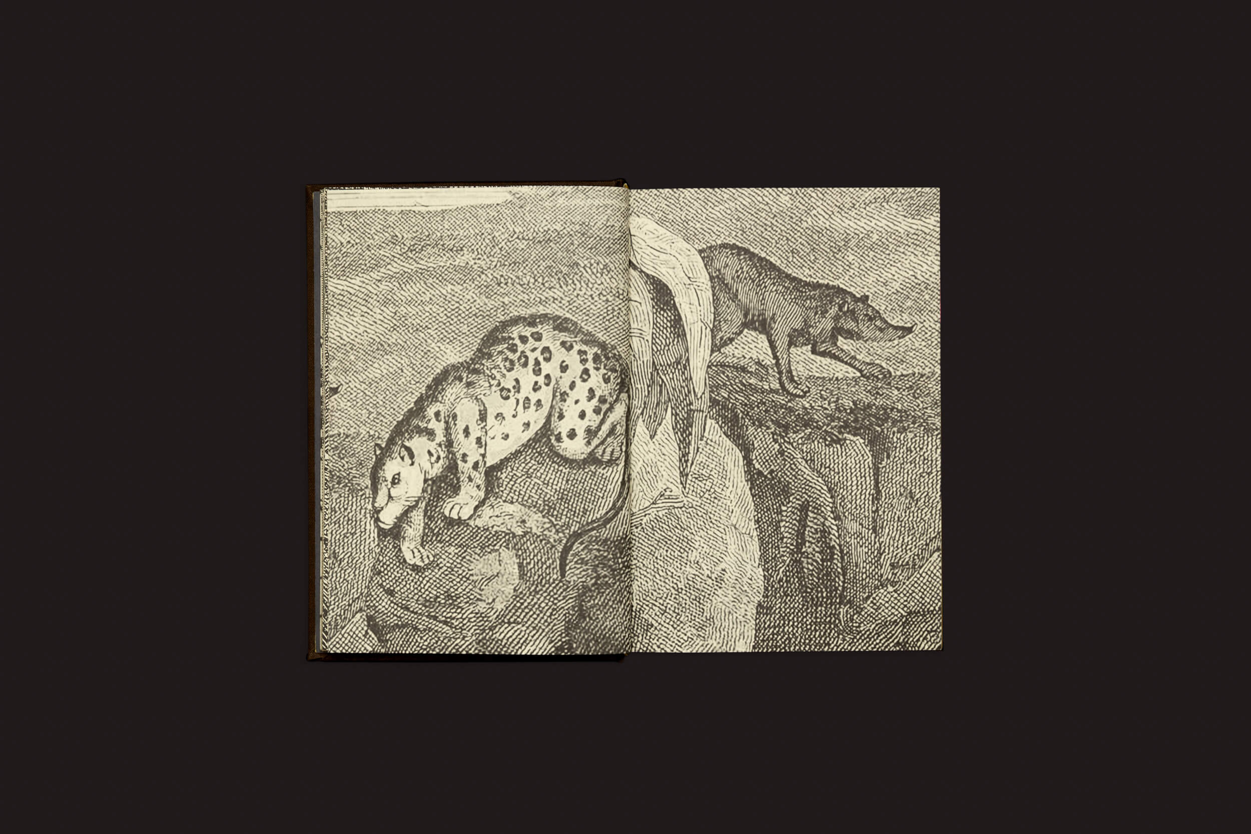 Uma ilustração em papel pardo de Elaine Pessoa: Exploratorius de Selo Turvo apresenta dois animais semelhantes a lobos. Um desce uma encosta (página esquerda) enquanto o outro fica em um terreno rochoso (página direita), capturando a Natureza Brasileira em um estilo vintage e gravado.