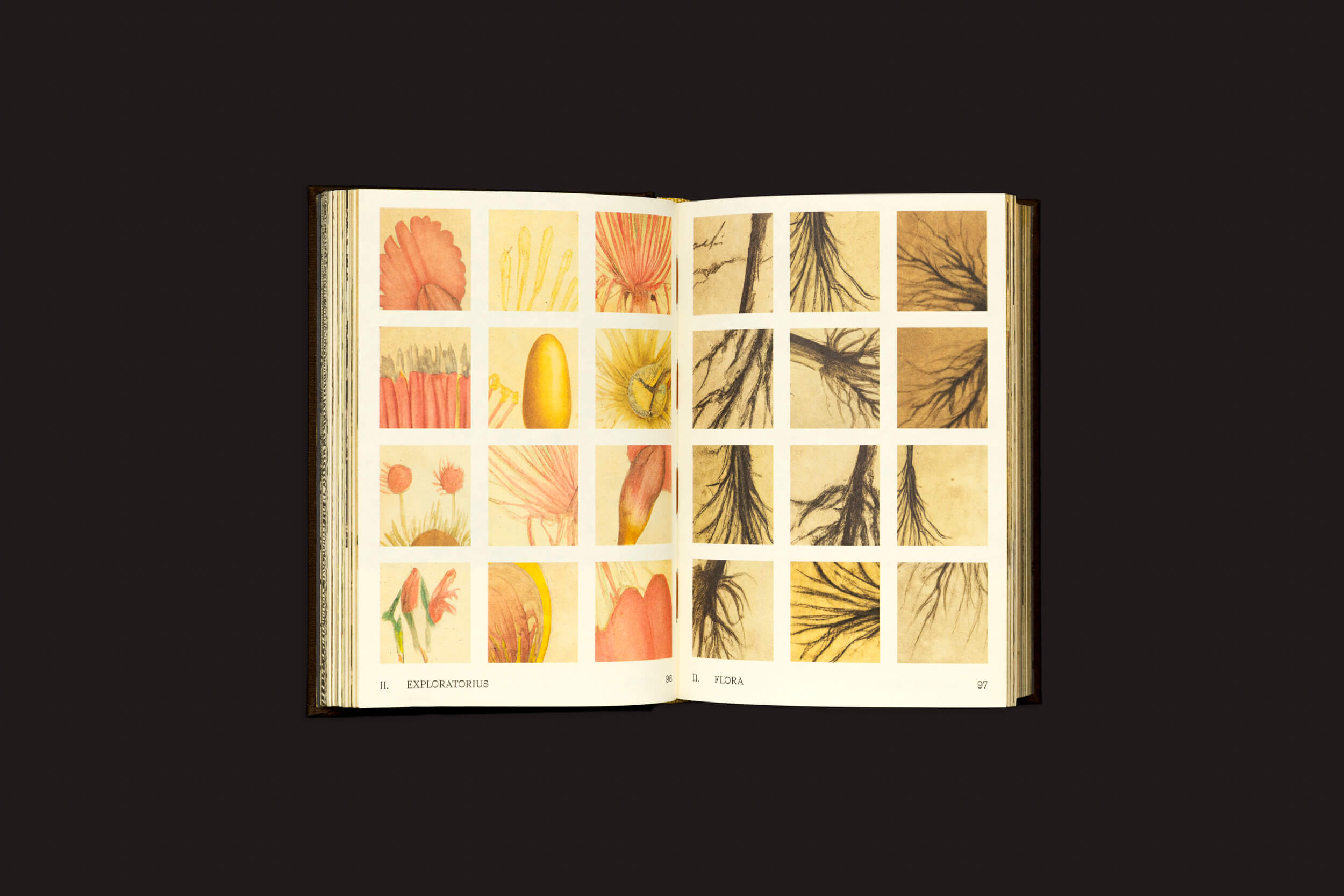 Um livro aberto de Elaine Pessoa: Exploratorius do Selo Turvo apresenta ilustrações botânicas com foco na Natureza Brasileira. A página da esquerda detalha flores e um ovo, enquanto a da direita destaca raízes, ambas em um layout de grade em um fundo escuro enfatizando temas de descolonização.