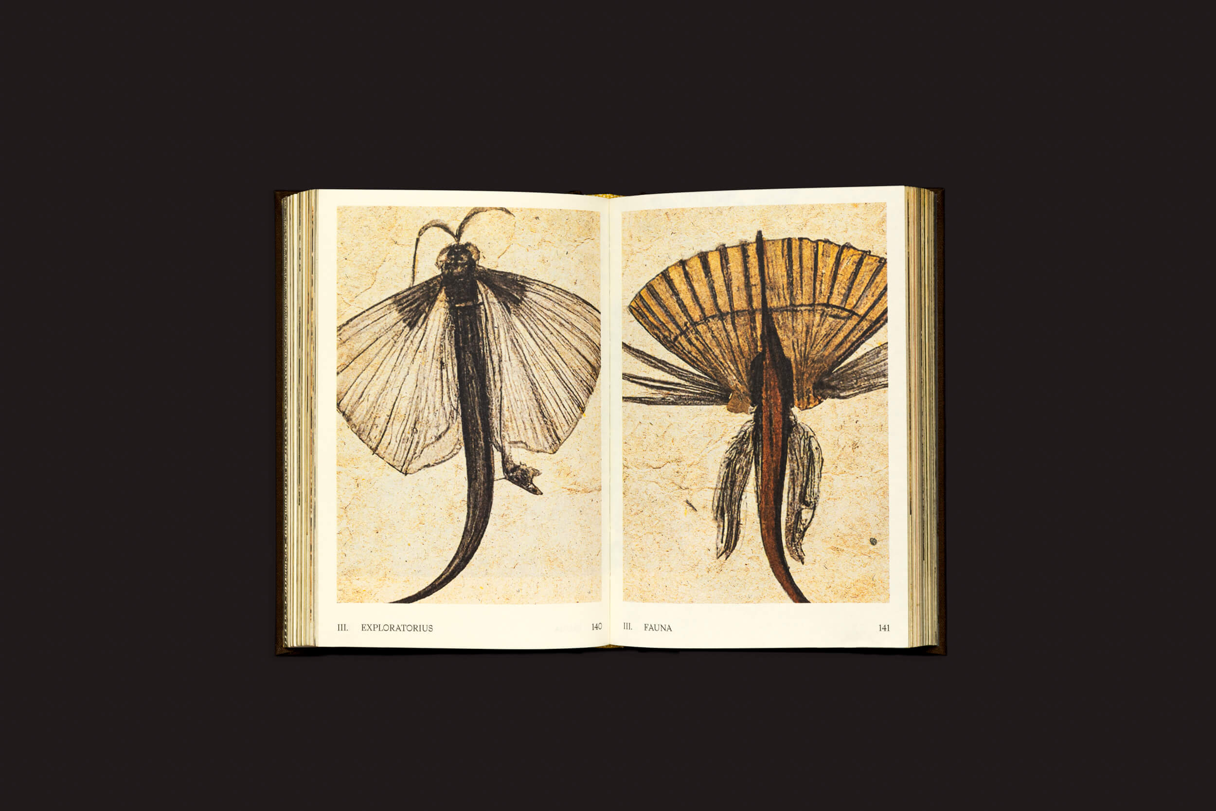 Um livro aberto de Elaine Pessoa: Exploratorius do Selo Turvo mostra ilustrações vintage. A página da esquerda retrata um inseto com características de borboleta e caudas alongadas, enquanto a da direita exibe um com cauda em forma de leque, cada um acompanhado de texto na parte inferior.