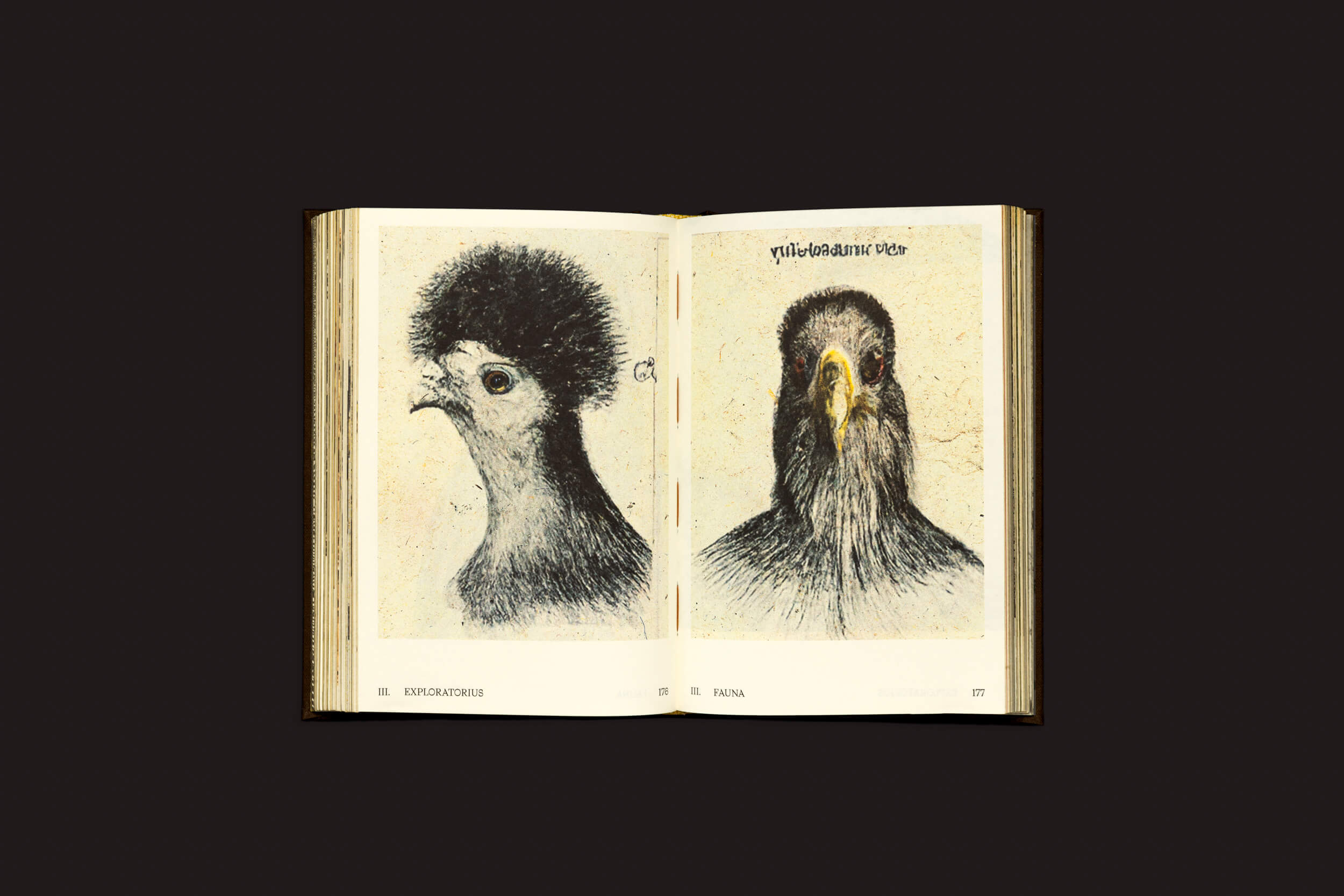 Um livro aberto de Elaine Pessoa: Exploratorius do Selo Turvo revela duas ilustrações de pássaros. A página da esquerda exibe uma com uma crista arredondada e fofa, e a da direita apresenta um pássaro com uma crista plana e bico proeminente, tudo em um fundo de papel texturizado.