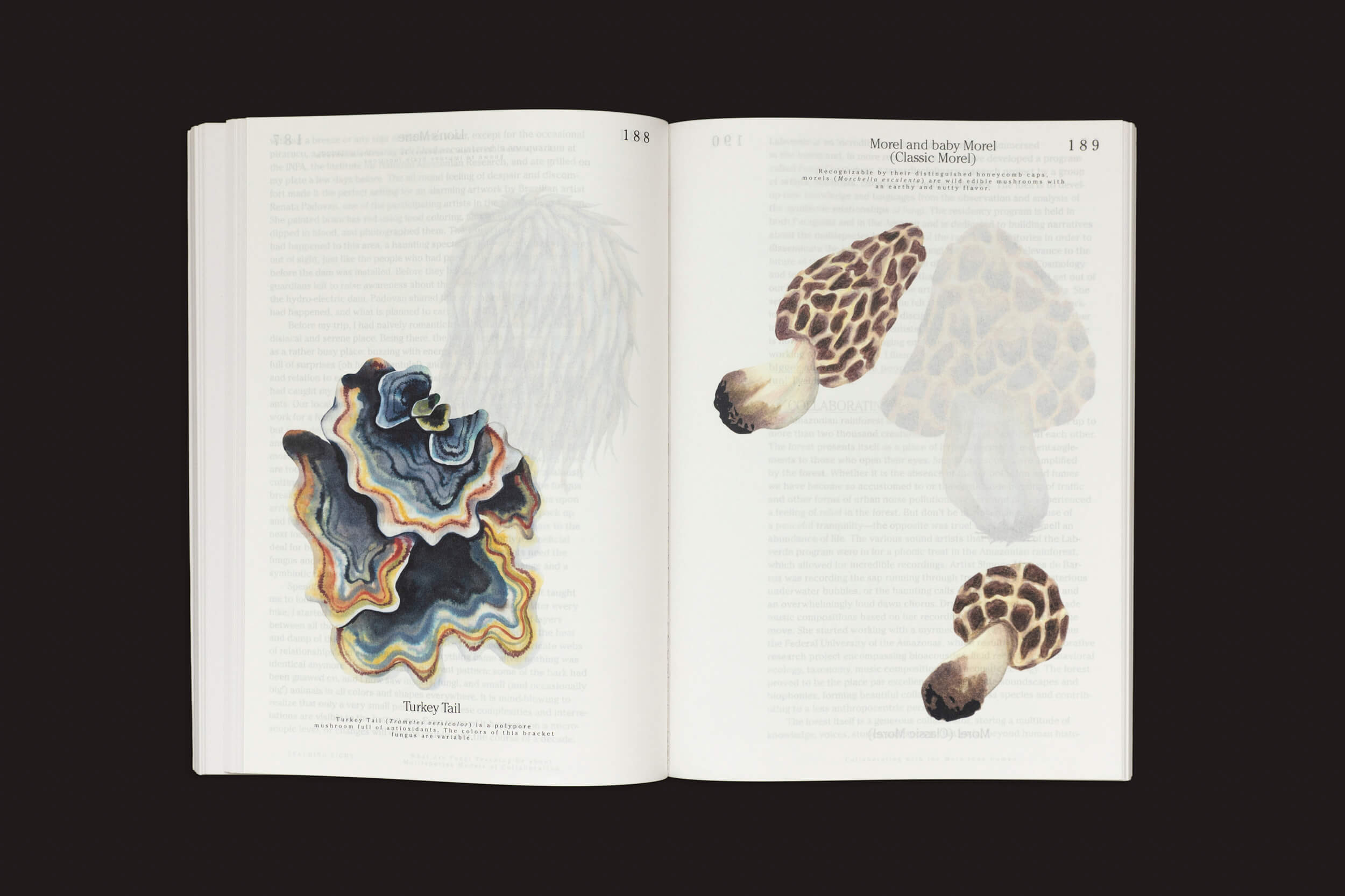 Um livro aberto de "Let’s Become Fungal!" de Valiz, de Yasmine Ostendorf-Rodríguez, exibe ilustrações requintadas de cogumelos: um vibrante Turkey Tail à esquerda e cogumelos morel detalhados à direita. O fundo escuro enfatiza o intrincado mundo dos fungos nessas imagens inspiradas na micologia.