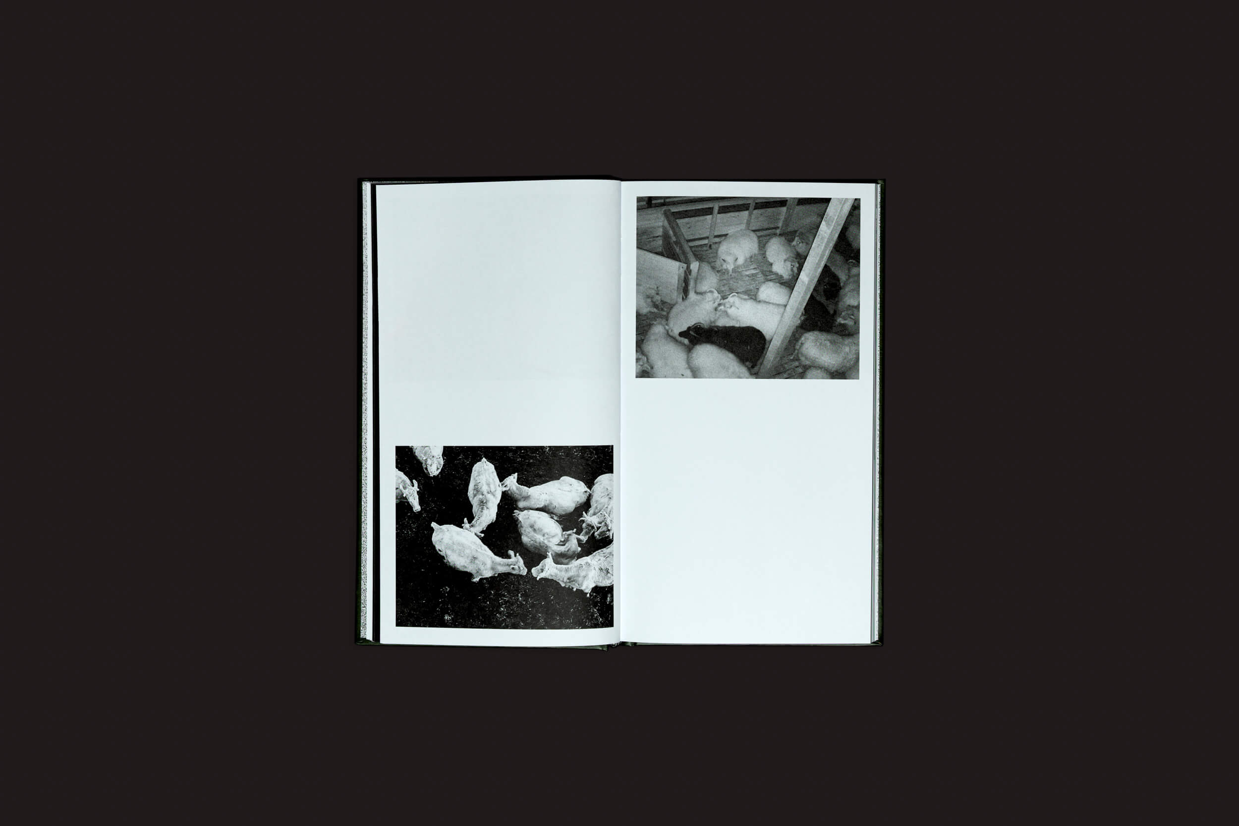 Um livro aberto em um fundo escuro revela fotos em preto e branco de cães. A página da esquerda apresenta filhotes serenos e sonhadores, enquanto a da direita mostra uma cena interna que lembra o estilo de Ariadna Lasser. Este é Ariadna Lasser: Los Sueños de Selo Turvo.