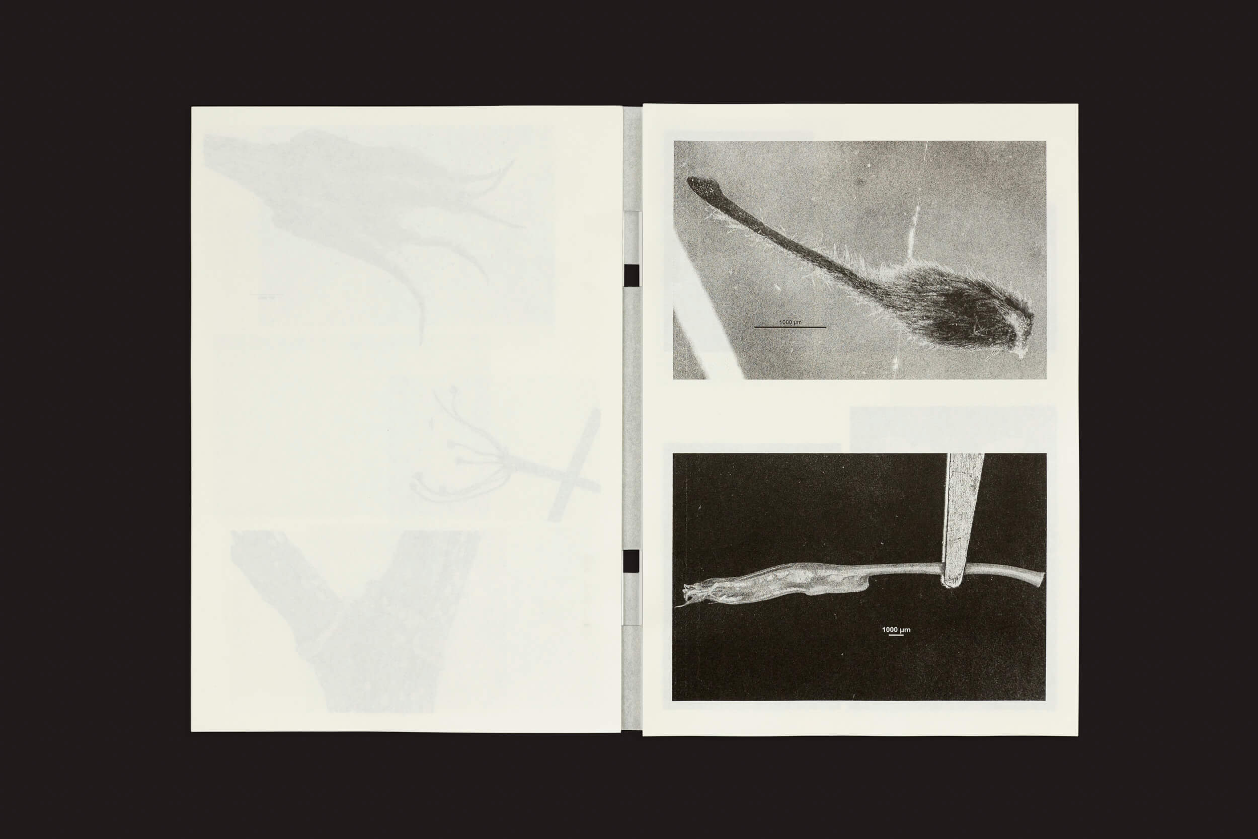 Em Microscopic Images de Loh Xiang Yun da Temporary Press, um livro aberto exibe duas imagens em preto e branco; a da esquerda mostra contornos tênues que lembram ilustrações científicas, enquanto a da direita apresenta close-ups precisos de caudas de roedores com escalas de medição.