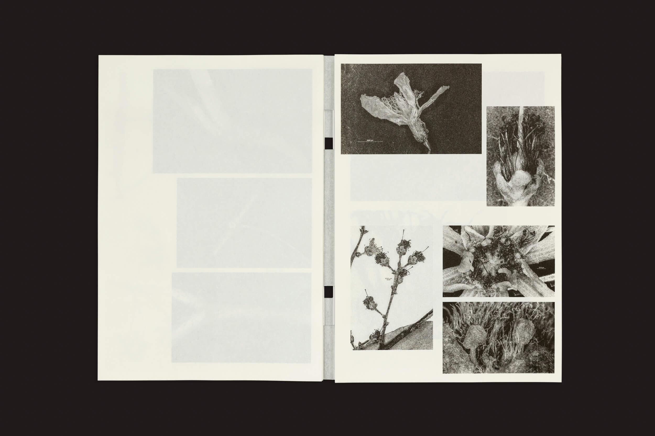 Uma cópia aberta de Loh Xiang Yun: Microscopic Images da Temporary Press revela fotos em tons de cinza semelhantes a ilustrações científicas. A página da esquerda tem imagens fracas, enquanto a da direita detalha folhas, galhos e superfícies texturizadas de plantas contra um fundo escuro que aumenta a intriga e a descoberta.