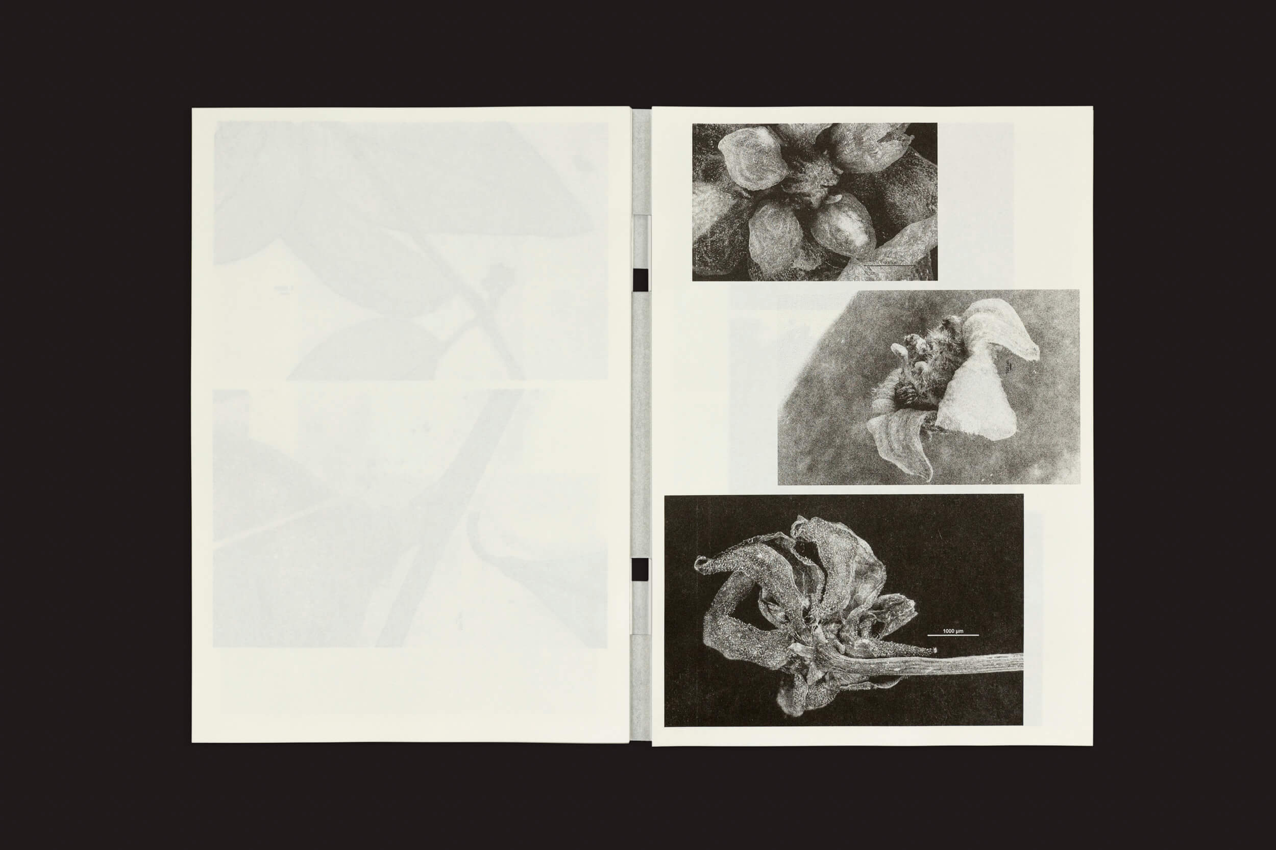 O livro Loh Xiang Yun: Microscopic Images da Temporary Press apresenta fotos em tons de cinza de estruturas de plantas que lembram ilustrações científicas. A página da esquerda tem um contorno de folha tênue, e a da direita exibe três imagens detalhadas de flores e partes dispostas verticalmente.