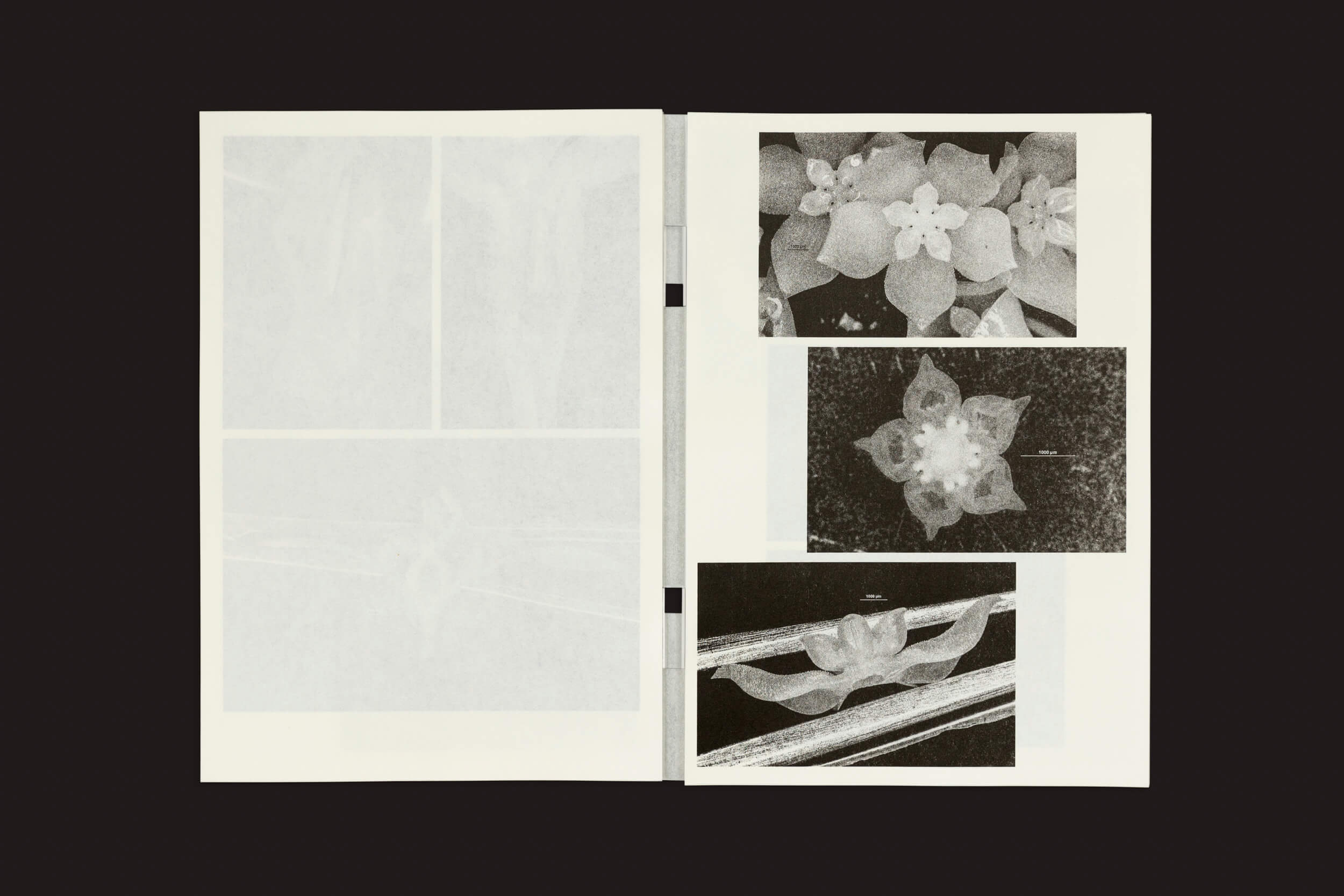 O livro aberto da Temporary Press, intitulado Loh Xiang Yun: Microscopic Images, apresenta ilustrações florais e de folhas em preto e branco. A página da esquerda tem impressões fracas, enquanto a da direita exibe imagens de flores de tamanhos variados contra um fundo escuro, ecoando as ilustrações científicas de uma ilustradora botânica.