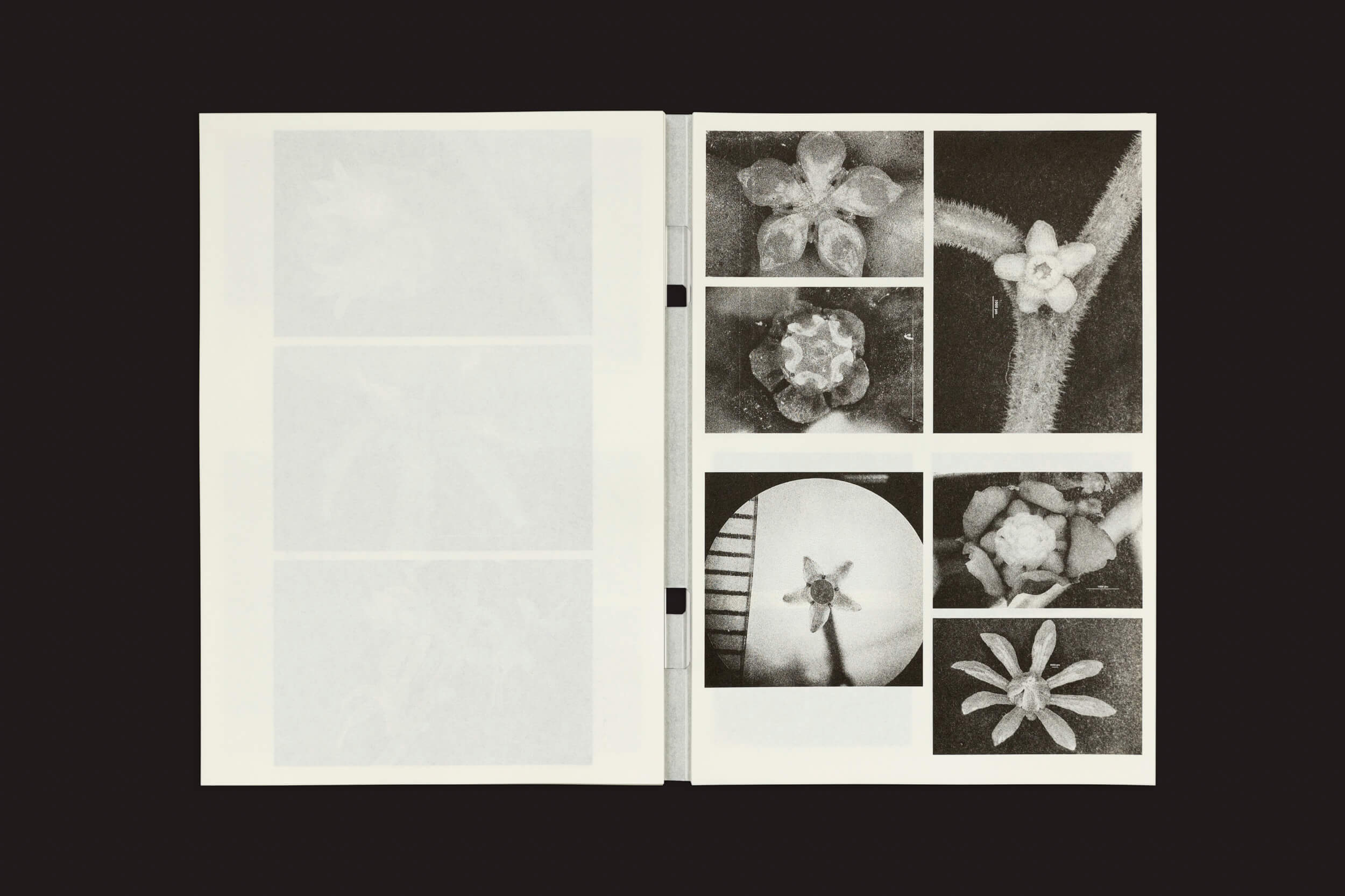 O livro Loh Xiang Yun: Microscopic Images da Temporary Press apresenta uma página dupla de fotos de flores em close-up em preto e branco. A página da esquerda tem contornos tênues semelhantes a ilustrações científicas, enquanto a página da direita mostra nove imagens florais detalhadas em uma grade.