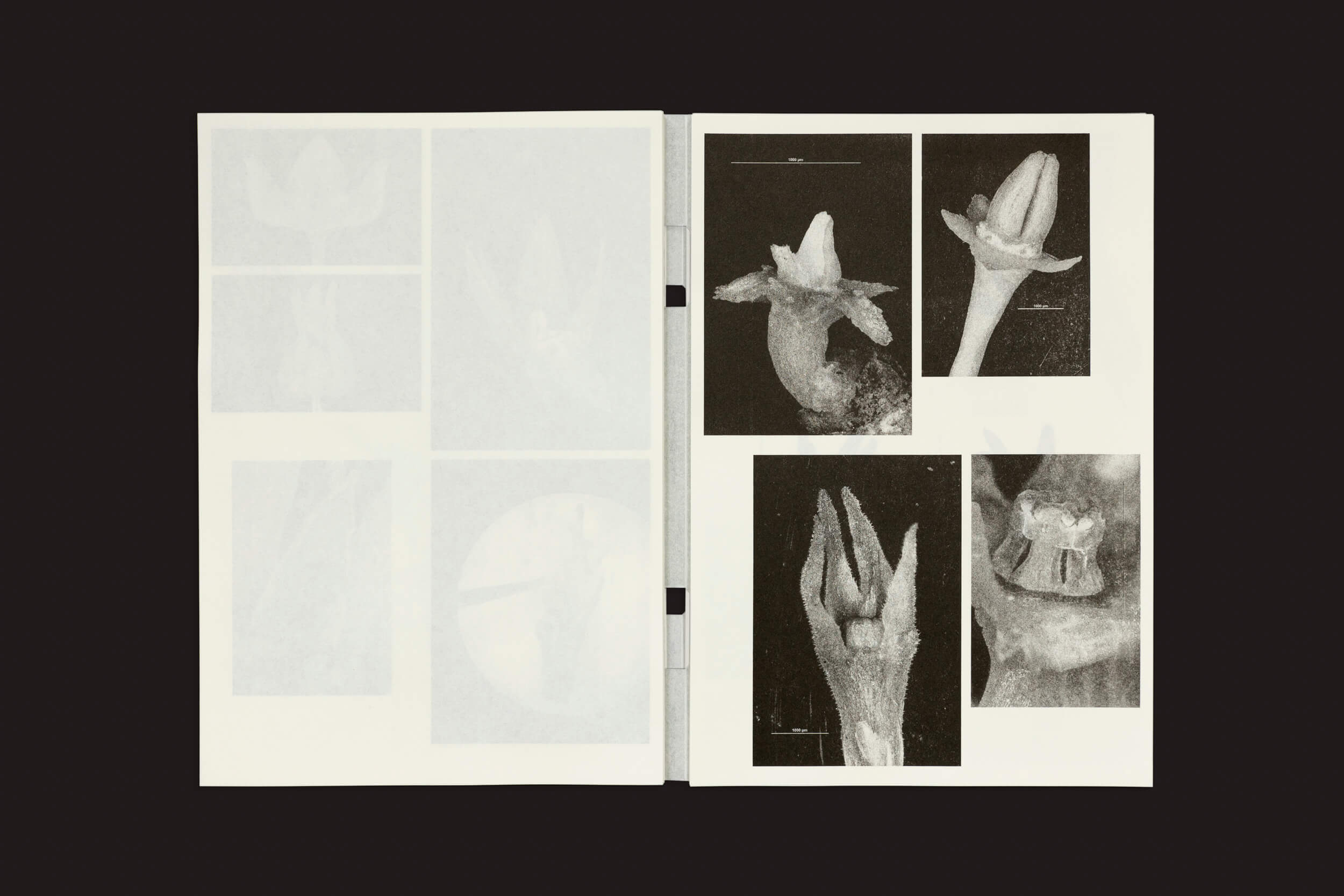 O livro Loh Xiang Yun: Microscopic Images da Temporary Press apresenta uma grade de ilustrações científicas em preto e branco, que lembram a arte botânica, retratando estágios detalhados do florescimento das flores em duas páginas.