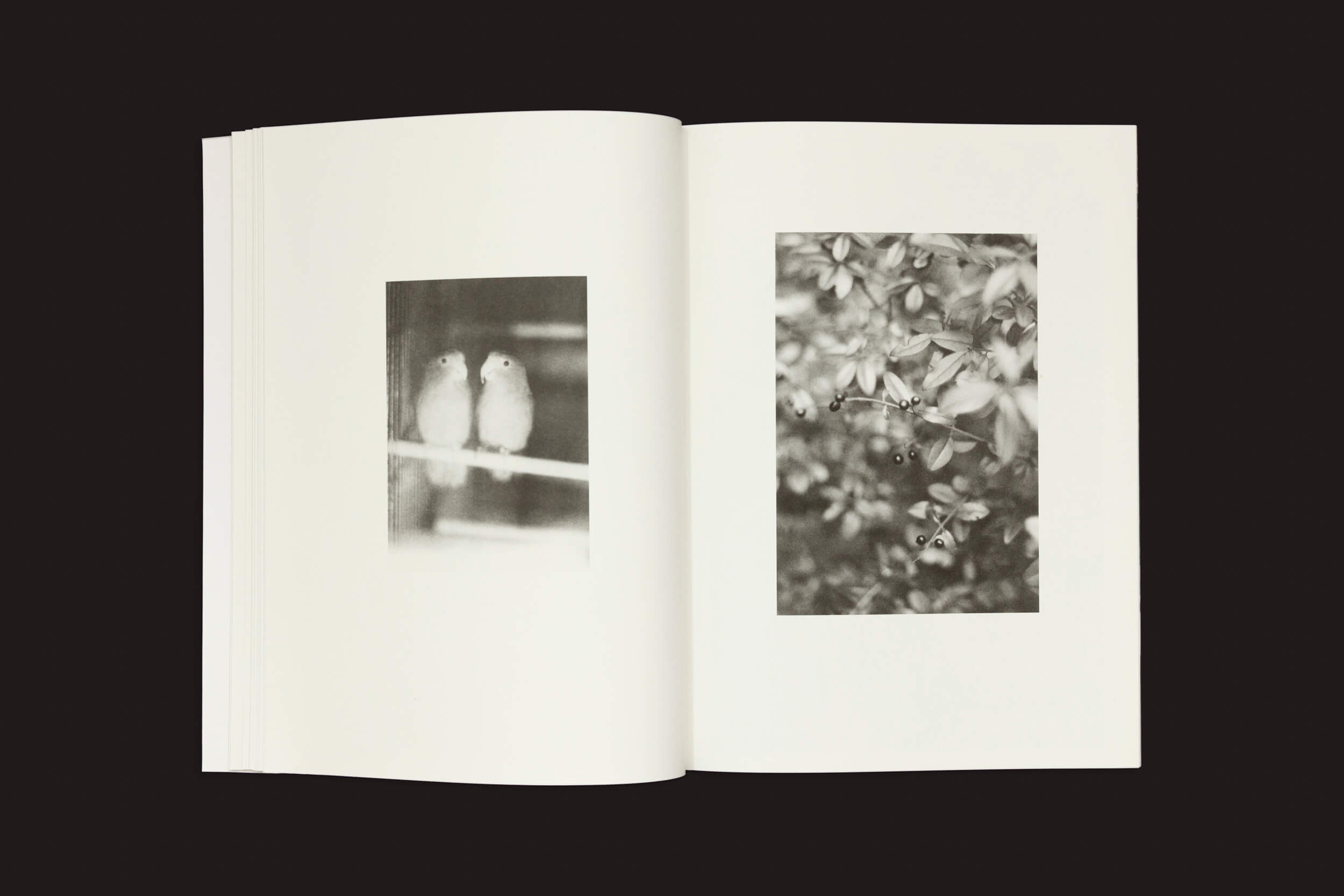 Um livro aberto, Jochen Lempert: Paare / Pairs, da Roma Publications, exibe duas fotos em preto e branco; à esquerda: dois pássaros em um galho no estilo de Lempert; à direita: um galho de árvore com folhas e frutos contra um fundo suavemente focado, perfeitamente selecionado para uma exposição.