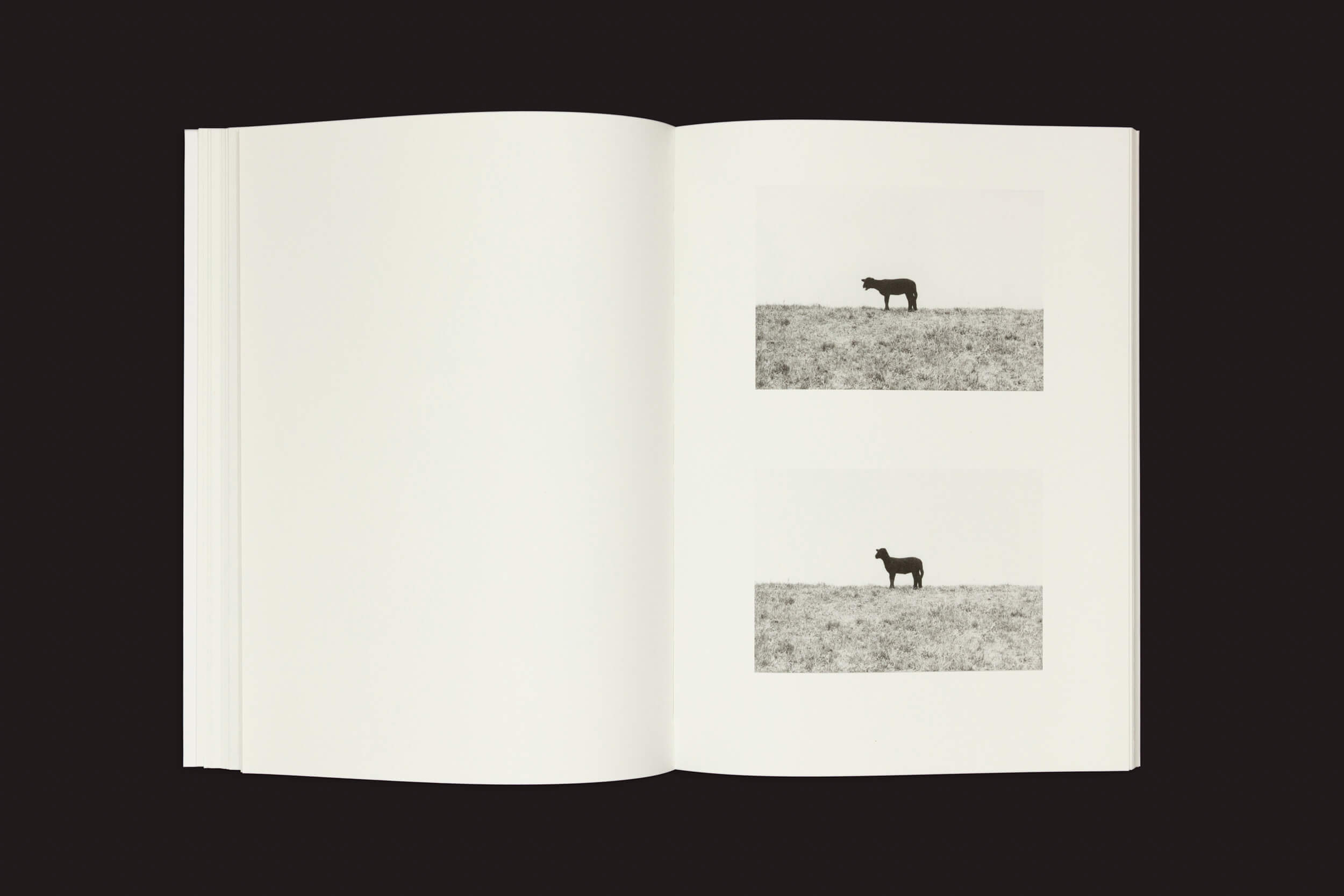Um livro aberto exibe Jochen Lempert: Paare / Pairs, da Roma Publications, exibindo duas fotografias em preto e branco de um cavalo em um campo gramado — uma voltada para a esquerda na parte superior e a outra voltada para a direita, sobre um fundo preto na parte inferior.