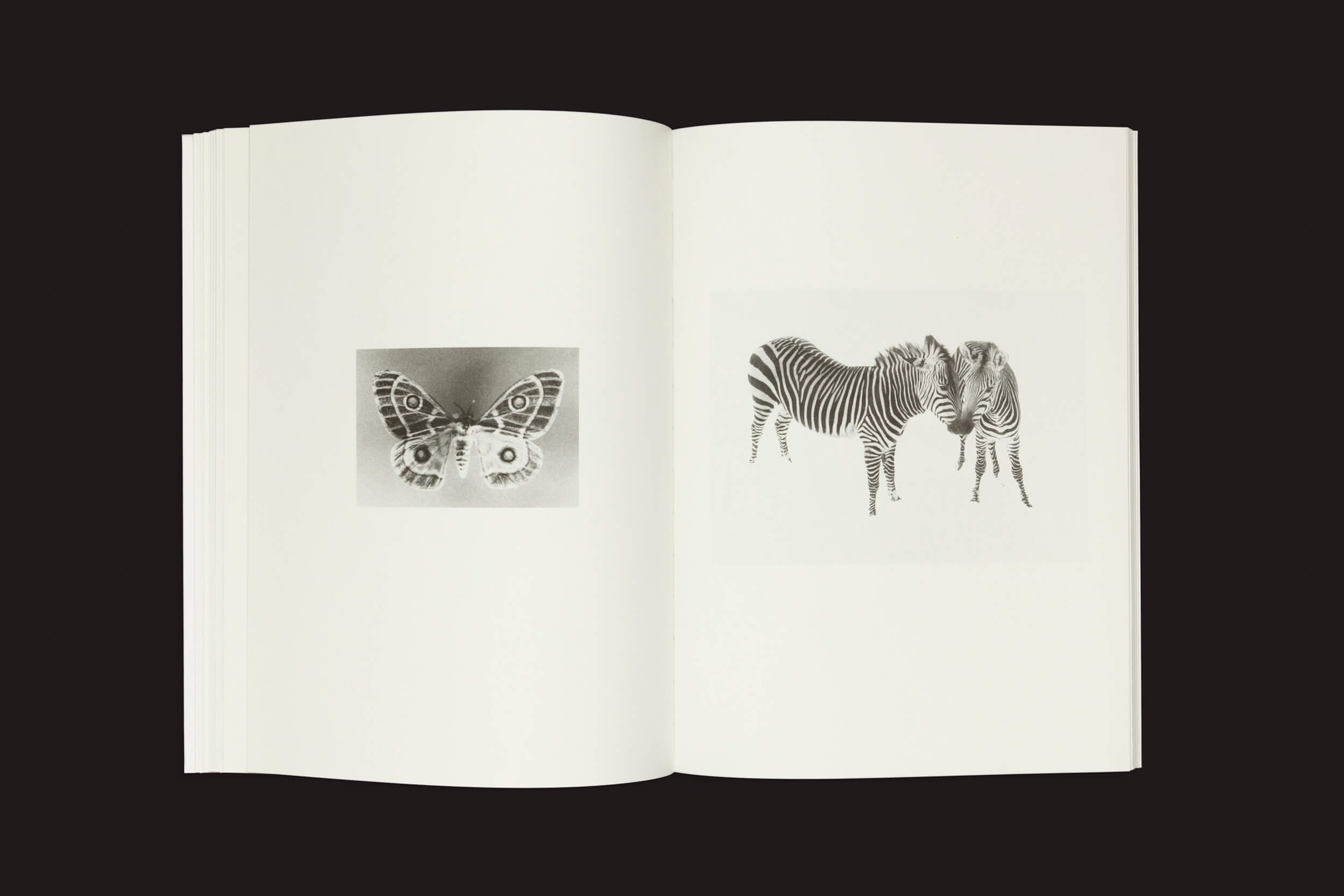 Um livro aberto da Roma Publications, Jochen Lempert: Paare / Pairs, apresenta uma cativante fotografia em tons de cinza de uma borboleta na página esquerda e zebras sobrepostas na direita, tudo em um fundo preto marcante, semelhante a uma exposição de arte.