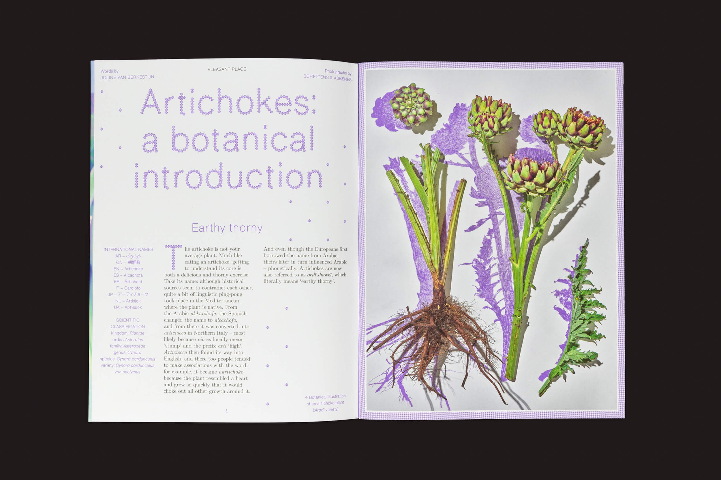 Uma edição aberta de Pleasant Place 4: Artichoke traz um artigo intitulado Alcachofras: uma introdução botânica, exibindo texto e uma imagem de Cynara cardunculus var. Scolymus, com raízes e folhas na página direita. O design verde e roxo é perfeito para entusiastas de jardinagem.