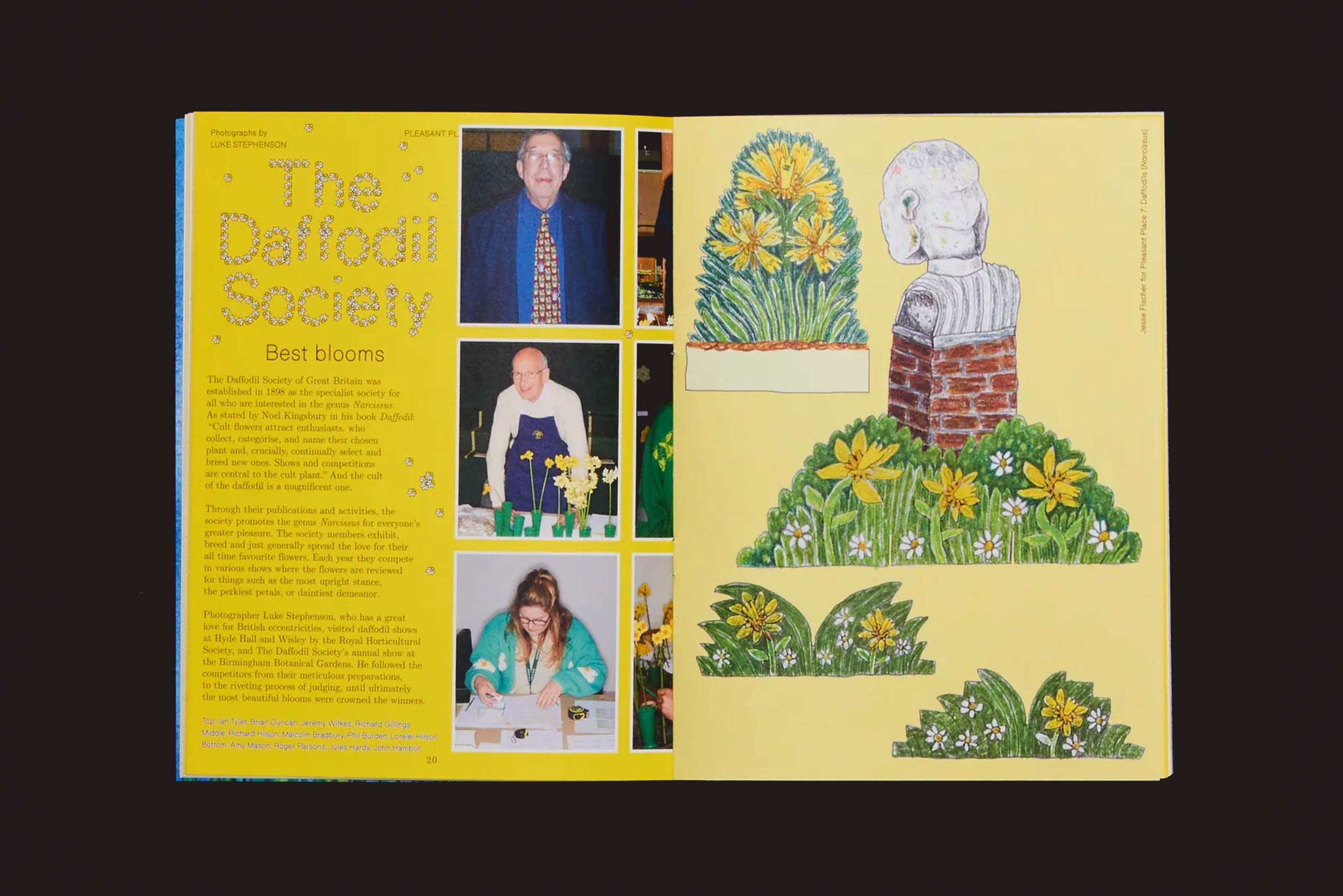 Um livro aberto, Pleasant Place 7: Daffodils (Narcissus), de Pleasant Place, mostra a The Daffodil Society com texto e fotos na página esquerda, e Narcisos - símbolos de esperança - com ilustrações vibrantes e um busto de pedra à direita.