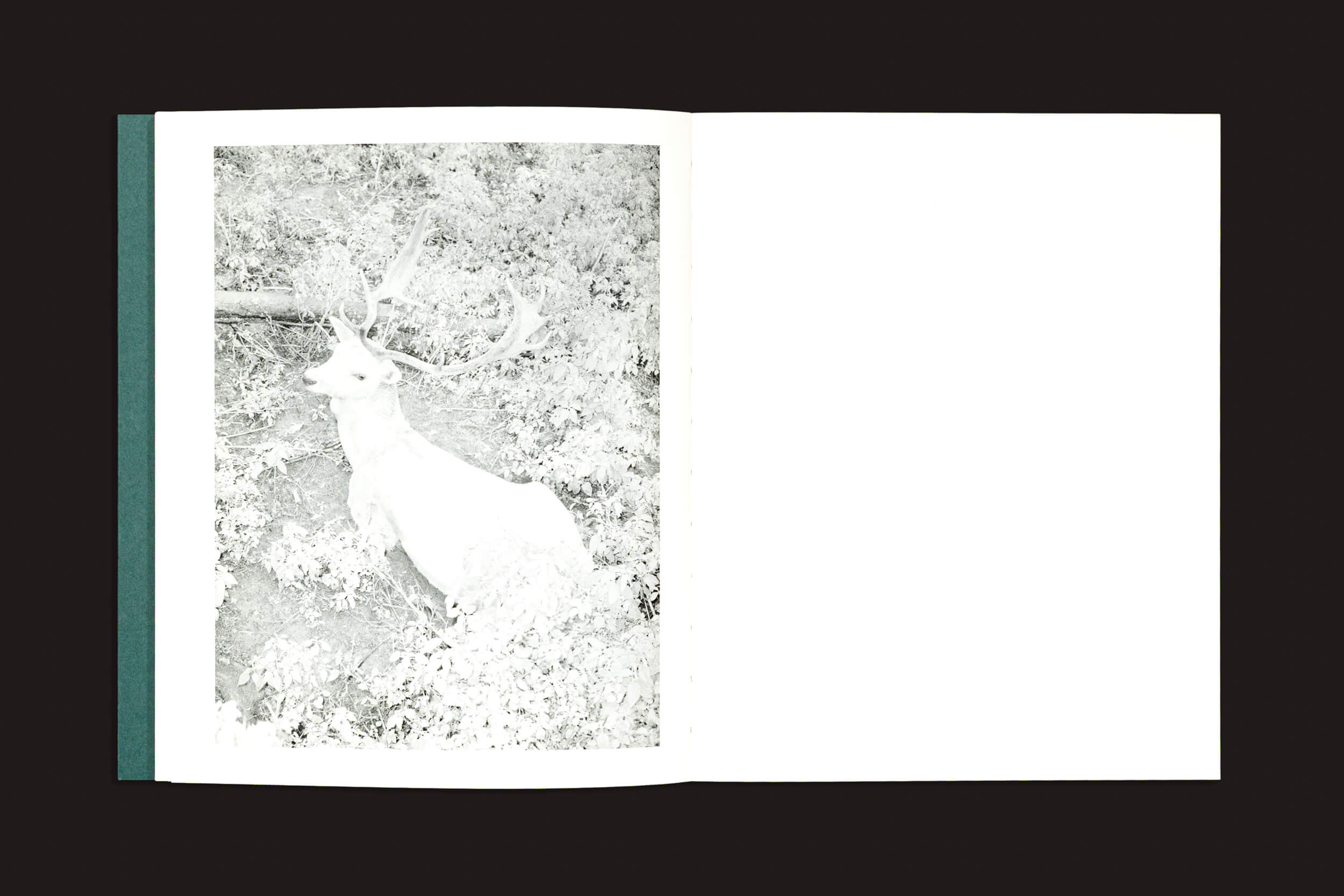 Uma cópia aberta de "Sleep Creek", de Dylan Hausthor e Pia Paulina Guilmoth (Vazio), mostra uma fotografia em preto e branco de um veado com chifres entre arbustos na página esquerda; a página direita está em branco.