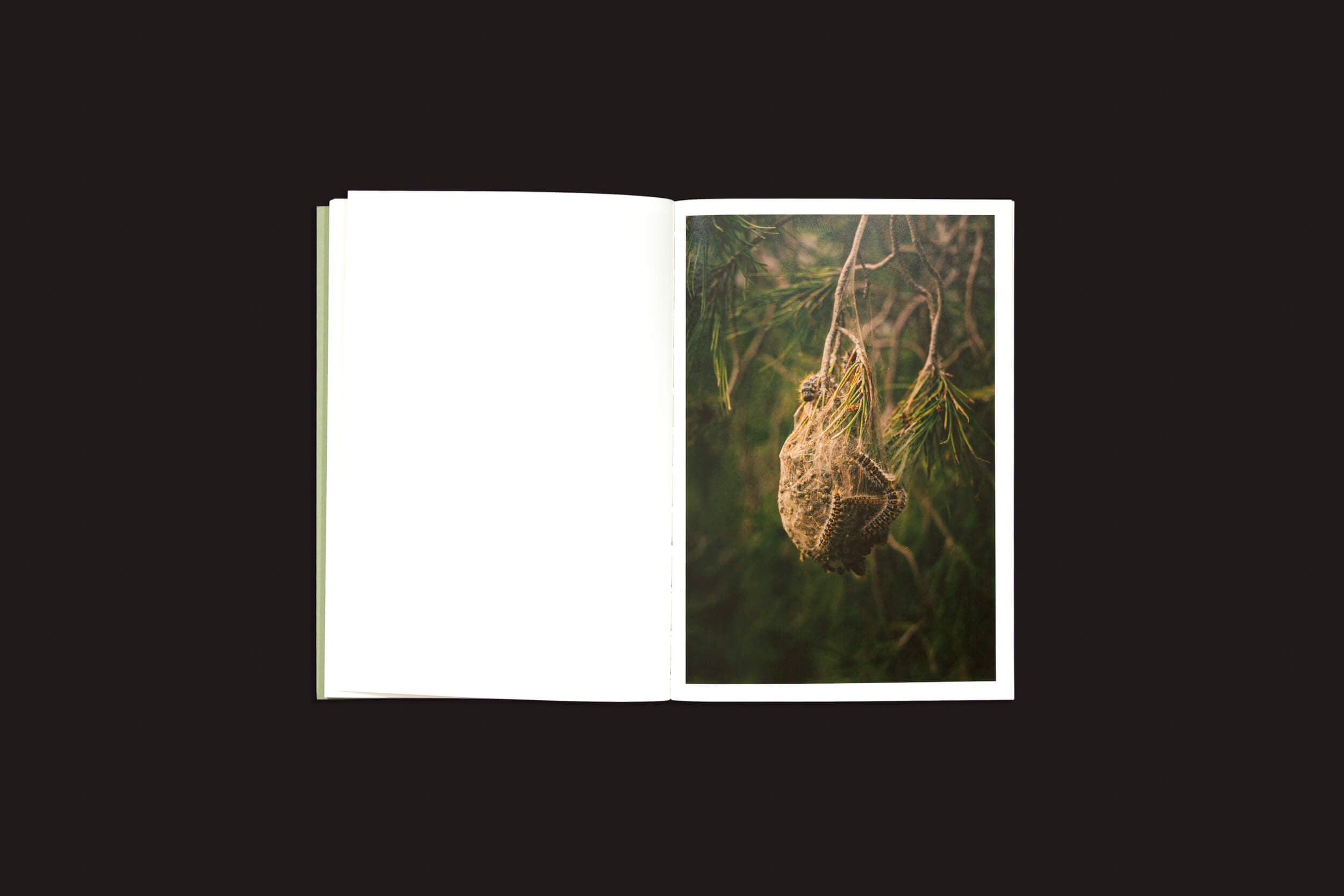O livro aberto "Dear Kairos", de Simon Bray, da Skinnerboox, repousa sobre uma superfície escura, exibindo a foto de um ninho marrom em meio a agulhas verdes de pinheiro. A página da esquerda está em branco, realçando a textura intrincada do ninho na página da direita.