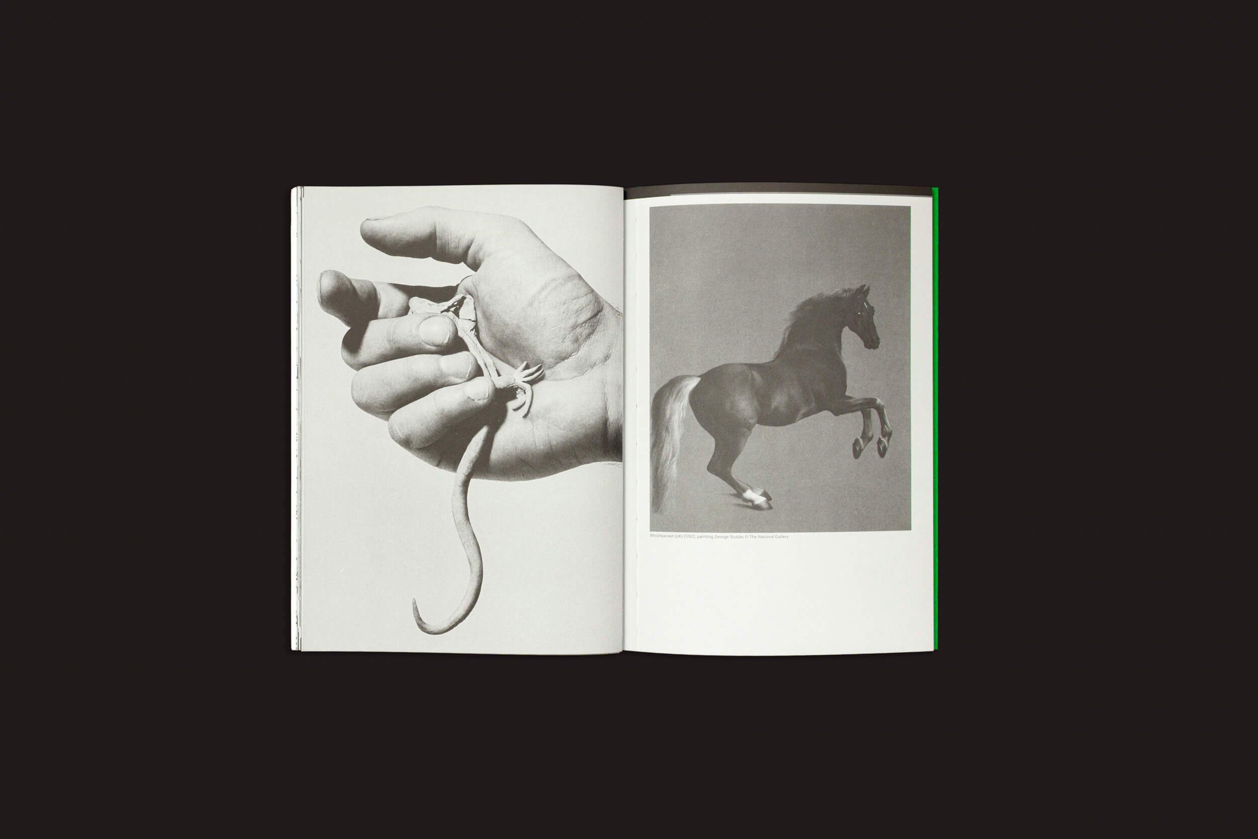 Um livro aberto de "Index Naturae: Vários Artistas", de Skinnerboox, é retratado contra um fundo preto, mostrando uma mão segurando um lagarto em uma página e um cavalo empinado na outra, capturando a essência deste álbum de fotos.