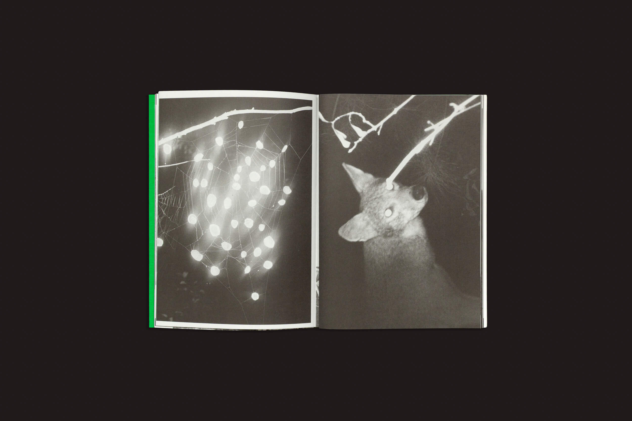 Um livro aberto de "Index Naturae: Vários Artistas", de Skinnerboox, apresenta fotos em preto e branco: luzes brilhantes em galhos de árvores à esquerda e um cervo olhando para cima com olhos reflexivos à direita, fazendo referência à Fotografia Europea.