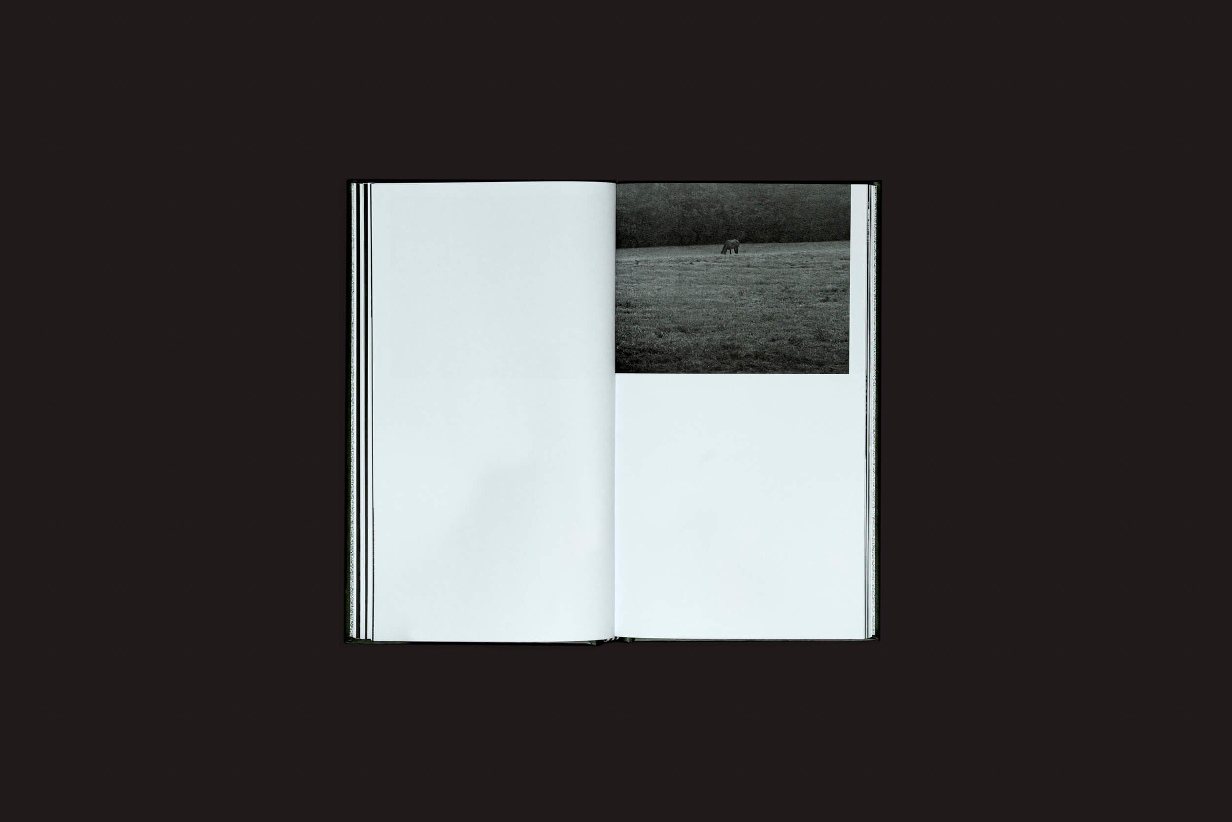 Um livro aberto repousa sobre um fundo escuro; a página da esquerda está em branco e a da direita apresenta uma foto em preto e branco de um cavalo em um campo gramado, evocando sonhos tranquilos que lembram Ariadna Lasser: Los Sueños, de Selo Turvo.