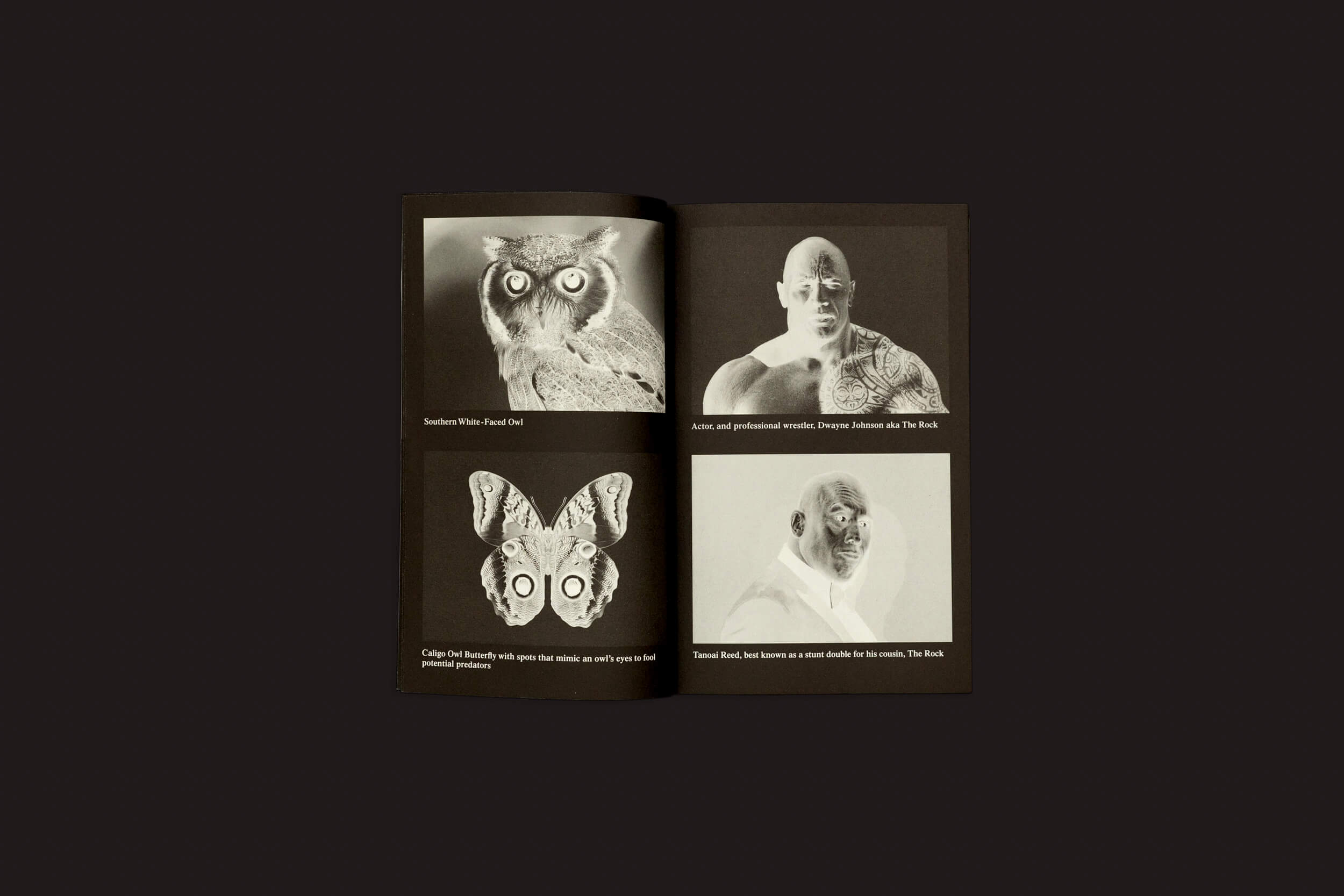 Uma foto do livro Ben Schwartz: UNLICENSED – Bootlegging As a Creative Practice de Valiz em um fundo escuro destaca a criatividade. A página da esquerda tem imagens de uma coruja e uma mariposa, enquanto a da direita mostra um homem careca e um gorila, cada um pareado com um texto envolvente no estilo de entrevista.