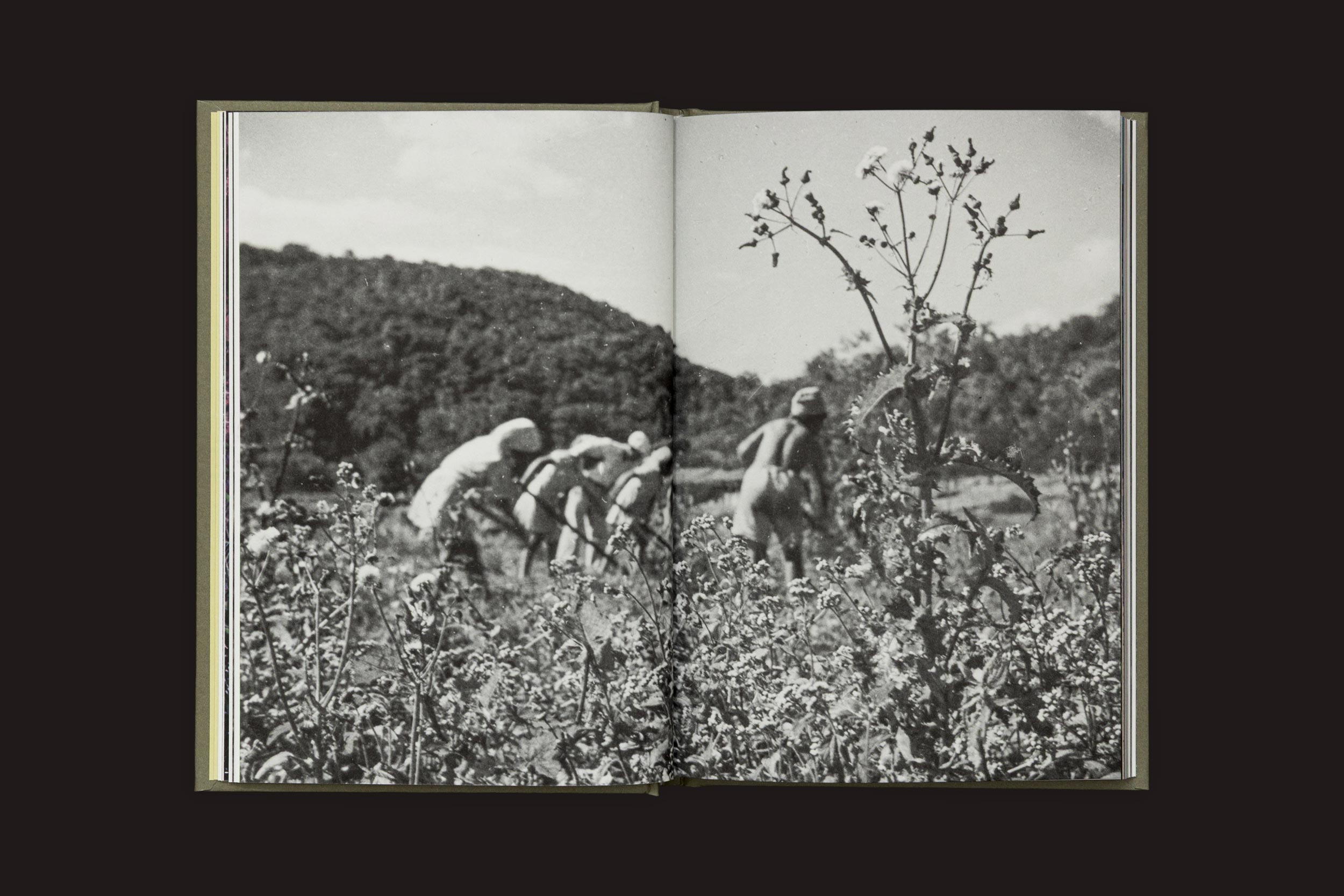 Um livro aberto mostra uma foto em preto e branco de várias pessoas trabalhando em lavouras de café em meio à exuberante flora das montanhas. A imagem é de "Akira Kodato & Yuji Kodato: Butsudan", de Selo Turvo, com árvores e colinas sob um céu nublado ao fundo.