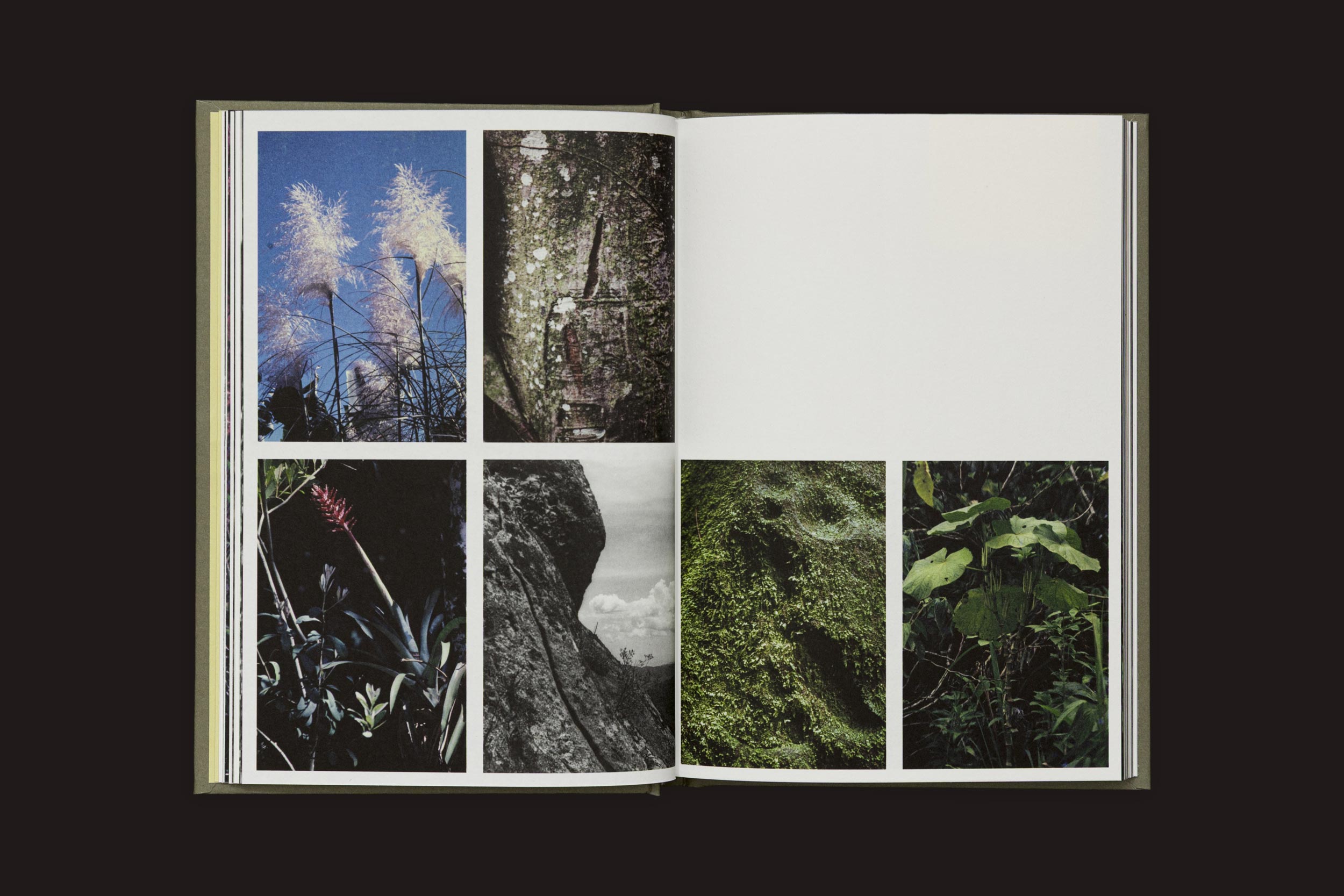 O livro aberto "Akira Kodato & Yuji Kodato: Butsudan", de Selo Turvo, apresenta seis fotos da natureza - gramíneas altas, folhagem densa, uma planta com flores, terreno rochoso, superfícies cobertas de musgo e folhas verdes - dispostas em uma grade.