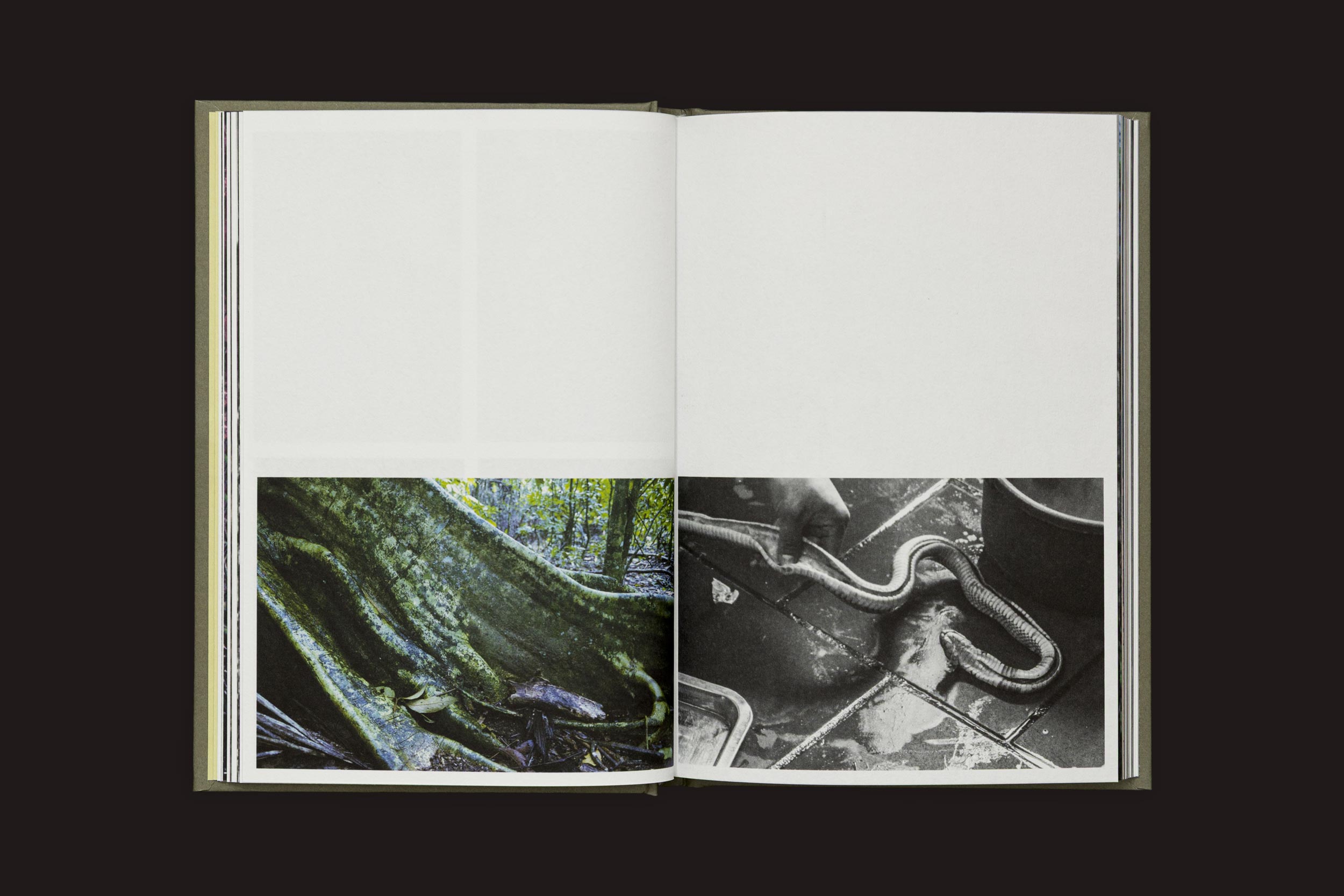 Em "Akira Kodato & Yuji Kodato: Butsudan", do Selo Turvo, um livro aberto exibe uma foto colorida de raízes de árvores na flora de montanhas à esquerda e uma foto em preto e branco de uma pessoa tocando uma cobra, evocando memórias de heranças, à direita.