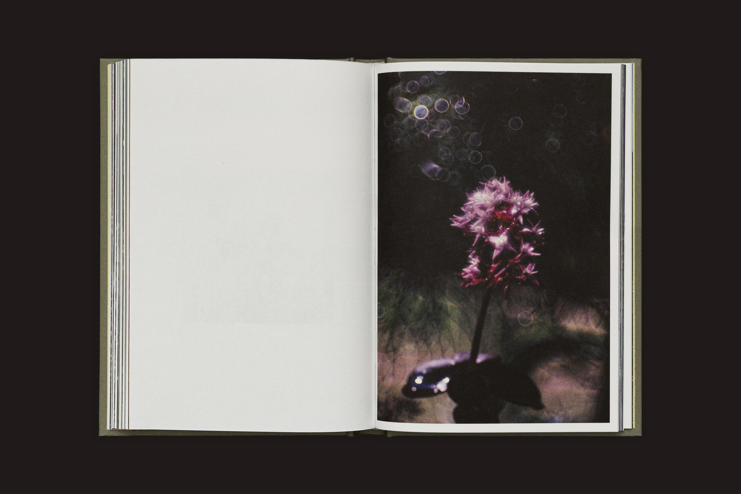 Um livro aberto de "Akira Kodato & Yuji Kodato: Butsudan", de Selo Turvo, exibe uma foto com foco suave de uma flor rosa-púrpura, evocando memórias de heranças em meio a vegetação escura e reflexos circulares de luz.