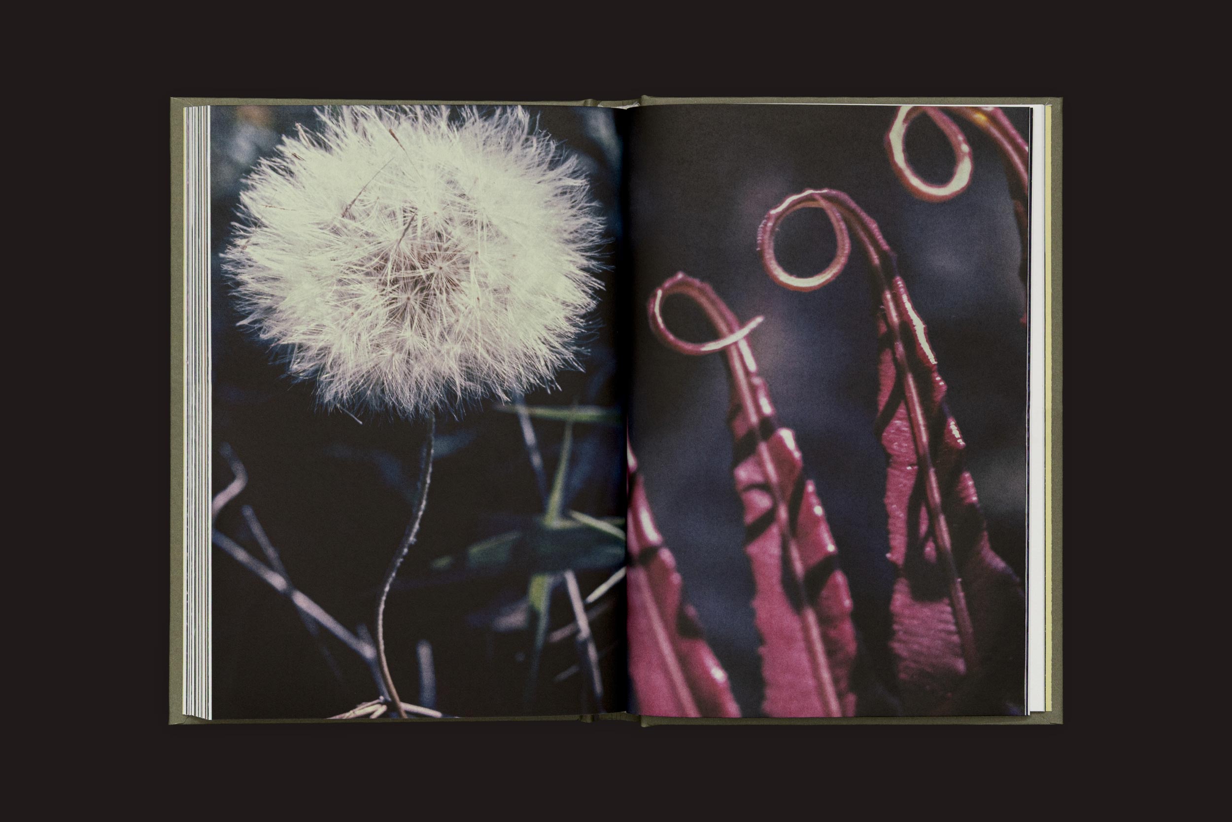 Em "Akira Kodato & Yuji Kodato: Butsudan", de Selo Turvo, um livro aberto revela um close-up da cabeça de uma semente de dente-de-leão e folhas avermelhadas enroladas, evocando memórias de heranças e a delicada flora de montanhas.