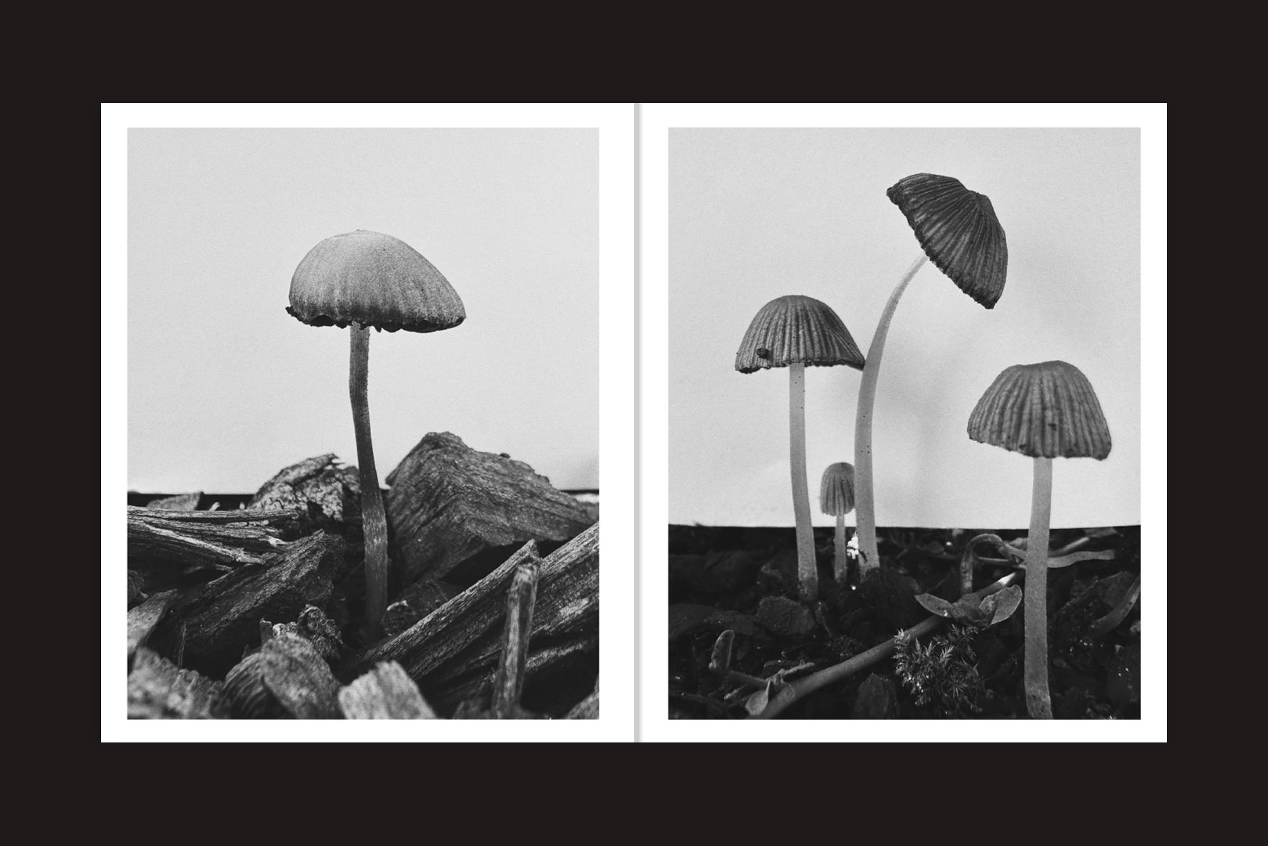 Ying Ang: Fruiting Bodies, da Perimeter Editions, apresenta duas fotos em preto e branco: à esquerda, um único cogumelo sobre lascas de madeira, simbolizando a fertilidade feminina; à direita, três cogumelos entre plantas, evocando o cogumelo feminista.
