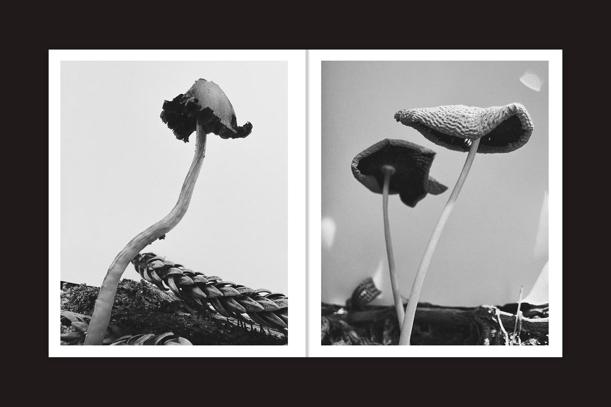Duas fotos em preto e branco lado a lado de Ying Ang: Fruiting Bodies, da Perimeter Editions, mostram closes de cogumelos feministas com tampas texturizadas e hastes finas, evocando temas de fertilidade feminina em um fundo liso.