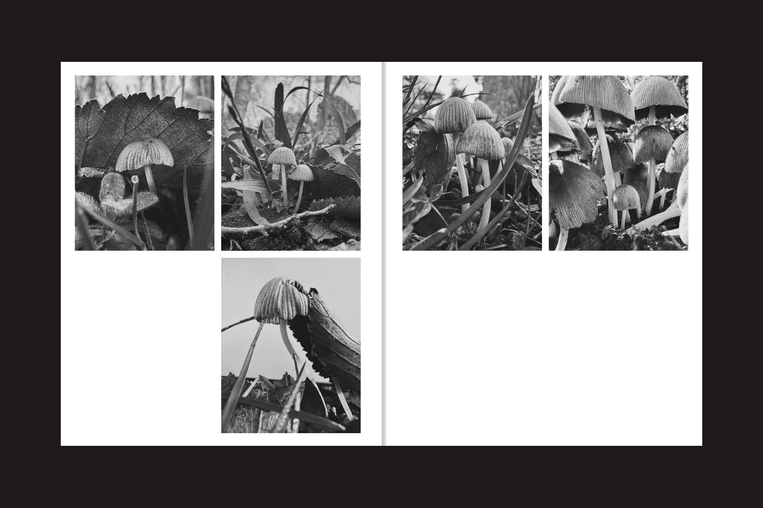Uma colagem de seis fotos em preto e branco de "Ying Ang: Fruiting Bodies", da Perimeter Editions, com closes de pequenos cogumelos feministas crescendo entre grama e folhas contra um fundo preto.