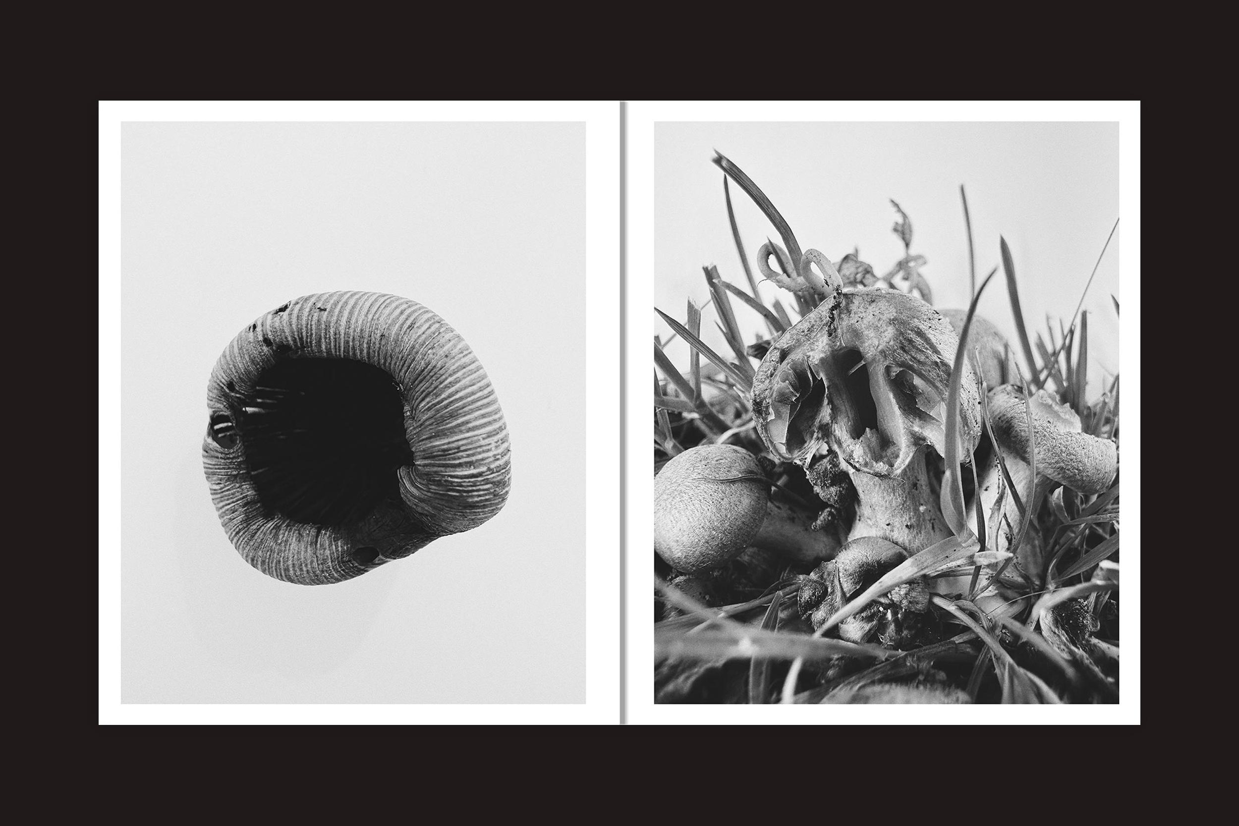 Díptico em preto e branco de Ying Ang: Fruiting Bodies (Perimeter Editions): à esquerda, uma tampa de cogumelo enrolada evoca a fertilidade feminina; à direita, cogumelos em decomposição em meio à grama, em um estilo que lembra Ying Ang.