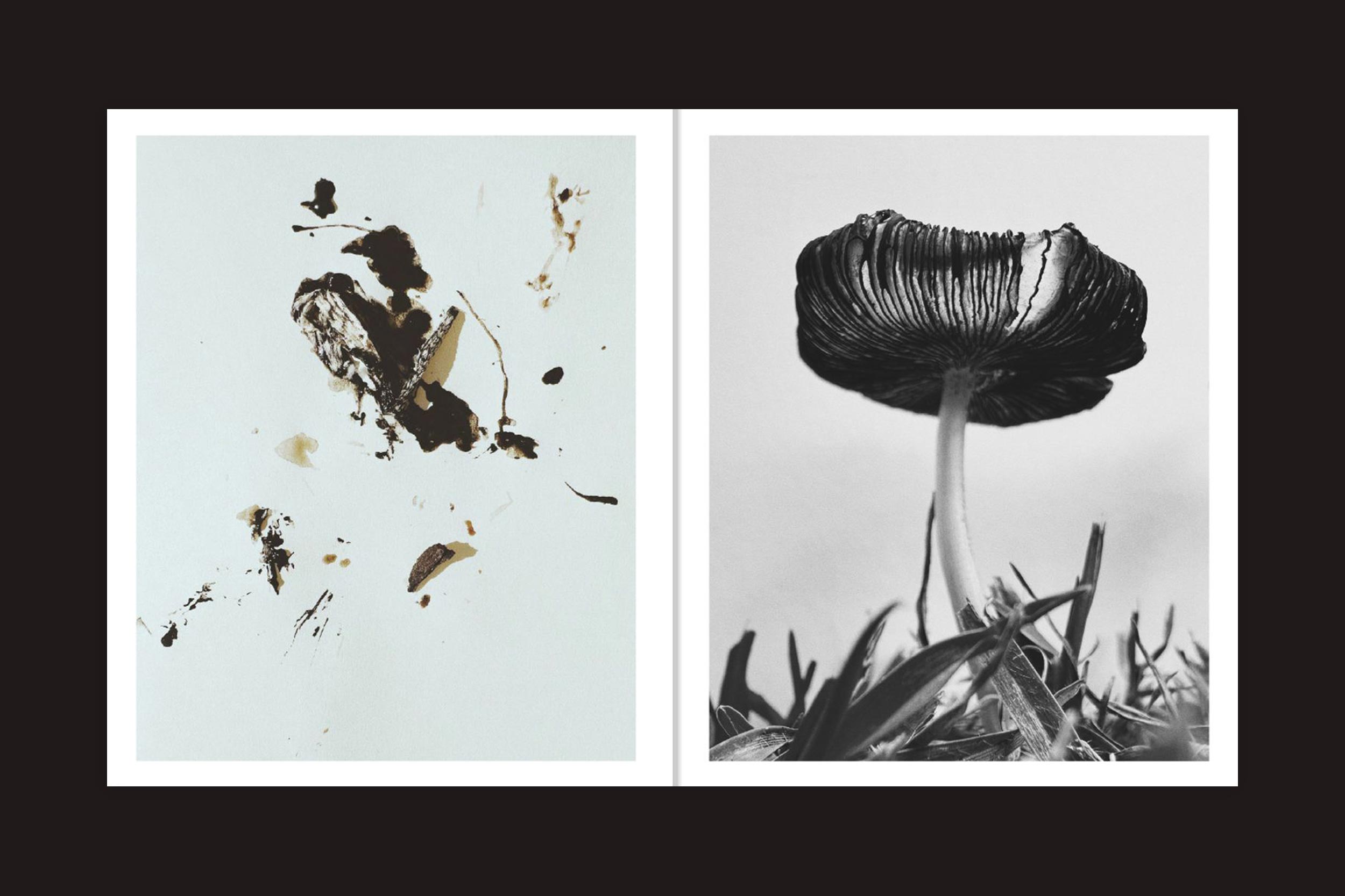 Um díptico de Ying Ang: Fruiting Bodies (Perimeter Editions): à esquerda, manchas marrom-escuras e detritos em papel branco; à direita, um close-up em preto e branco de um cogumelo feminista visto de baixo com grama em sua base.