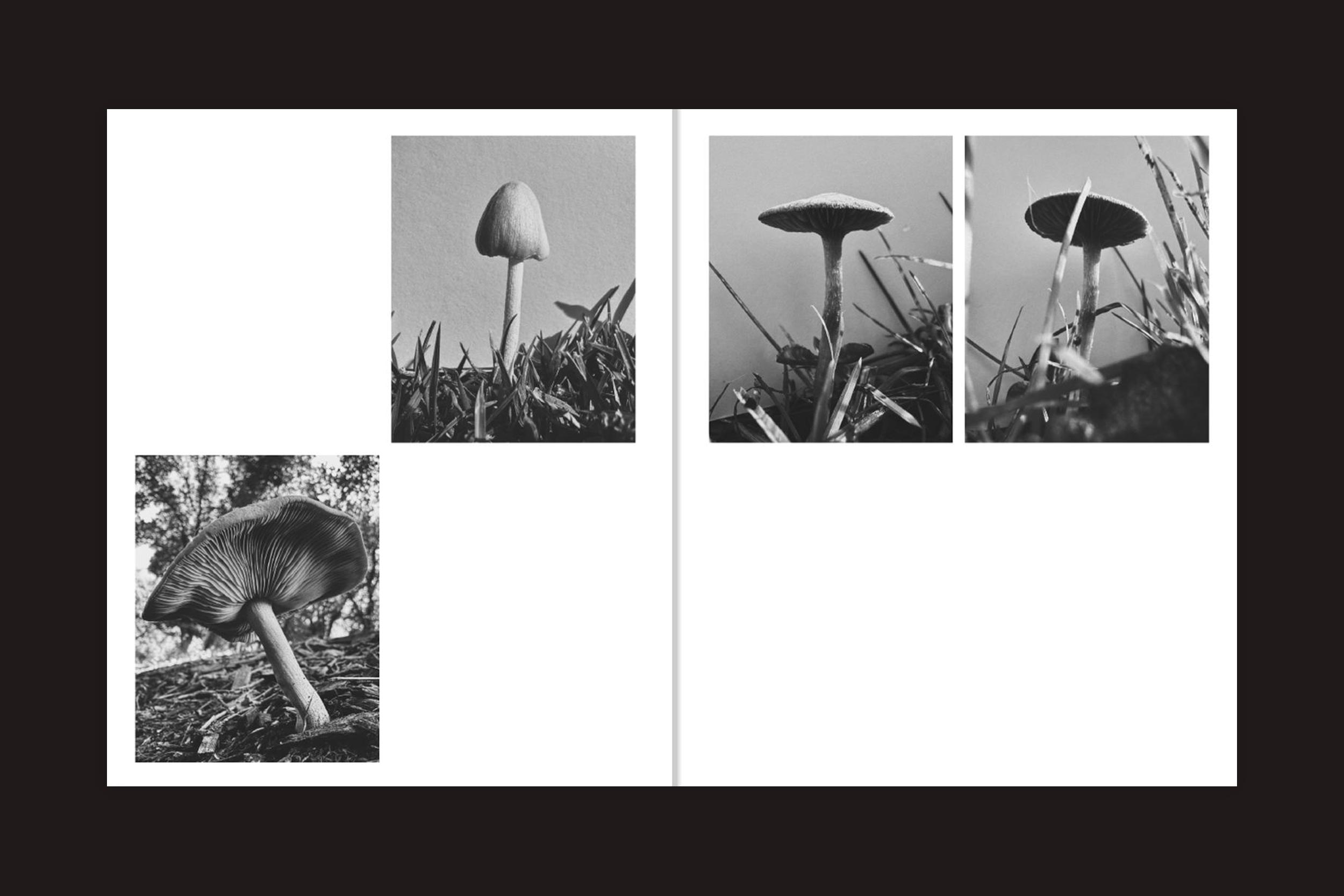 Uma página de duas páginas em "Ying Ang: Fruiting Bodies" (Perimeter Editions) apresenta quatro fotos de cogumelos em preto e branco, tiradas de diferentes ângulos e com diferentes tipos de luz, contornadas em branco - uma sutil referência ao cogumelo feminista e à fertilidade feminina.