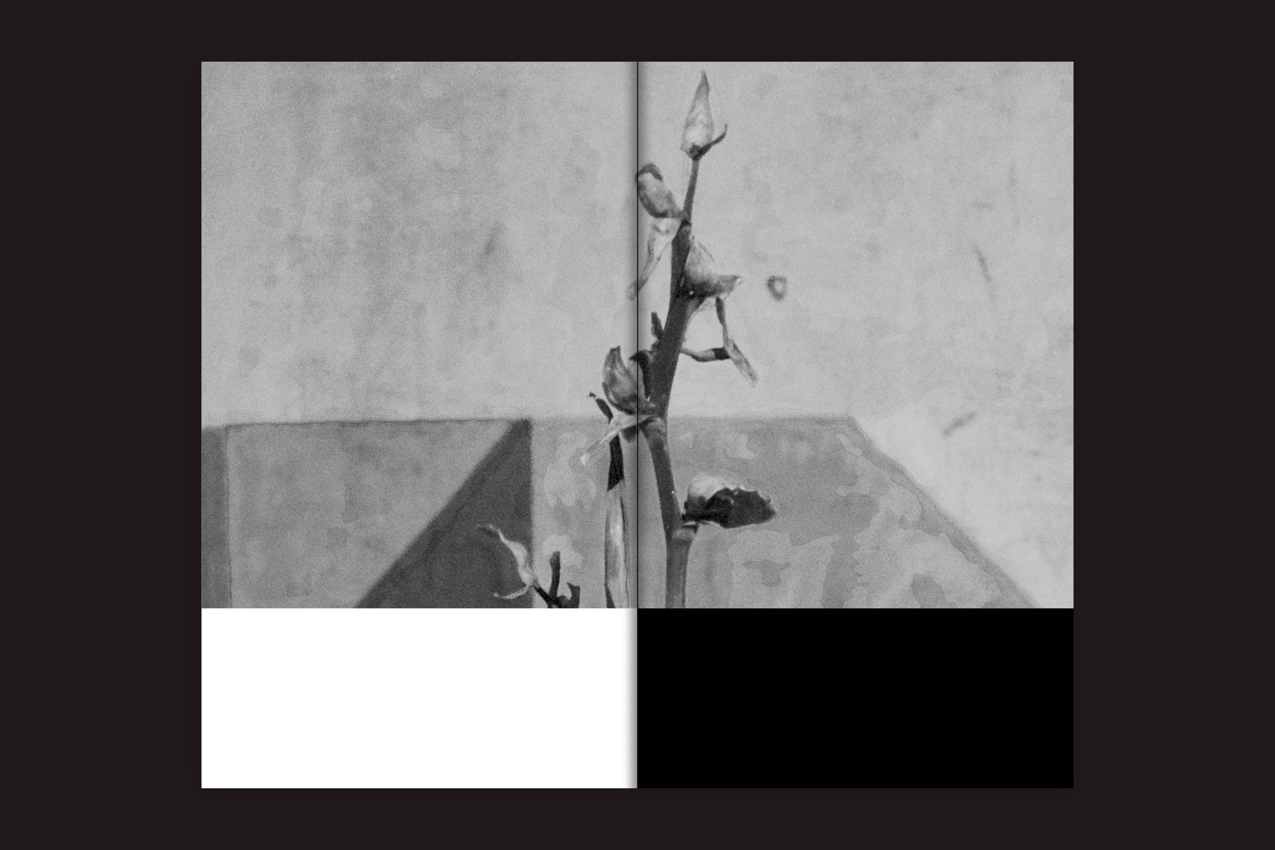 Uma foto em preto e branco, apresentada em "Interrogating Site - São Paulo Syntax: v/a", de Selo Turvo, captura um único caule de planta com botões em um cenário geométrico - seus contrastes acentuados evocam a fotografia experimental.